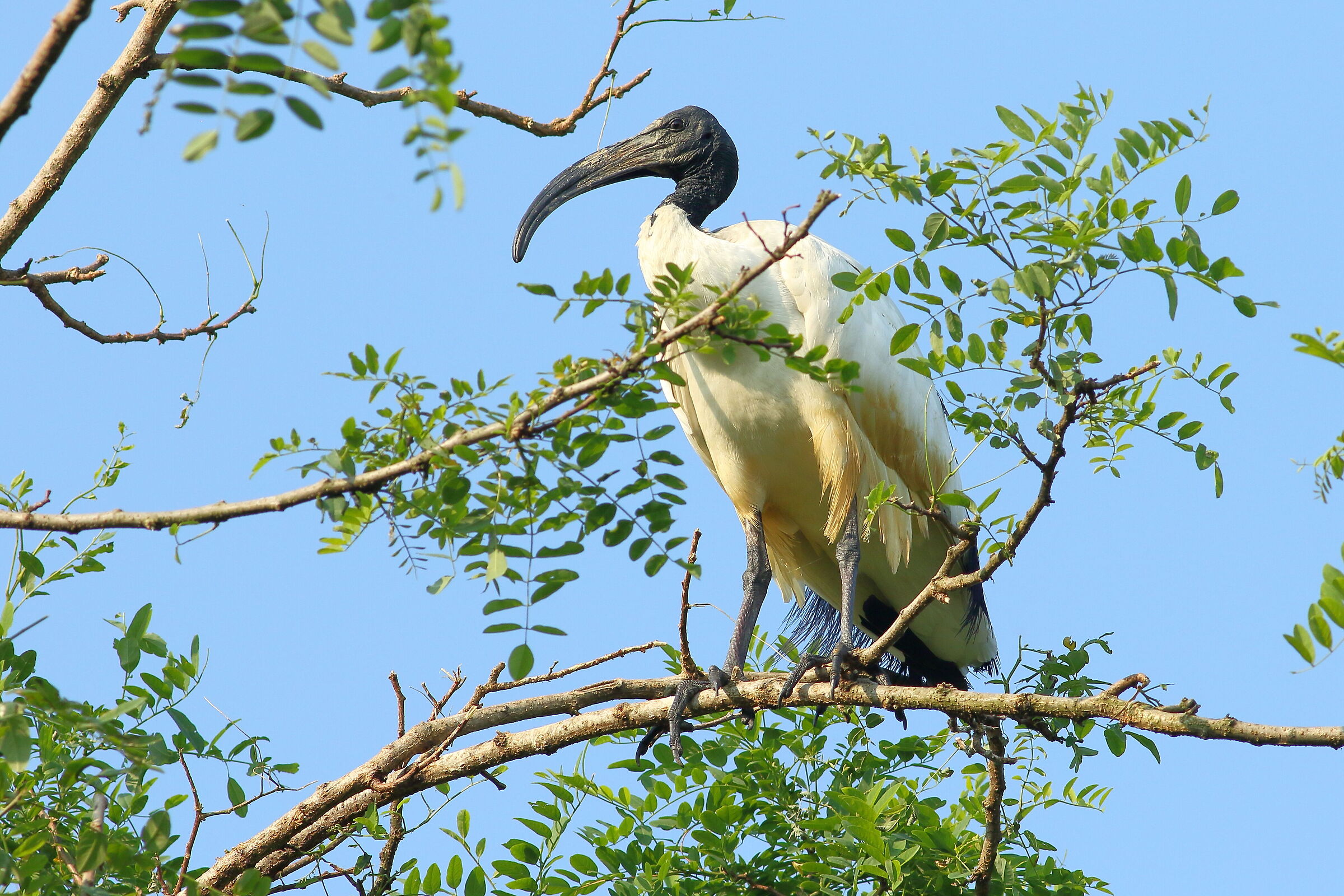 ibis sacro