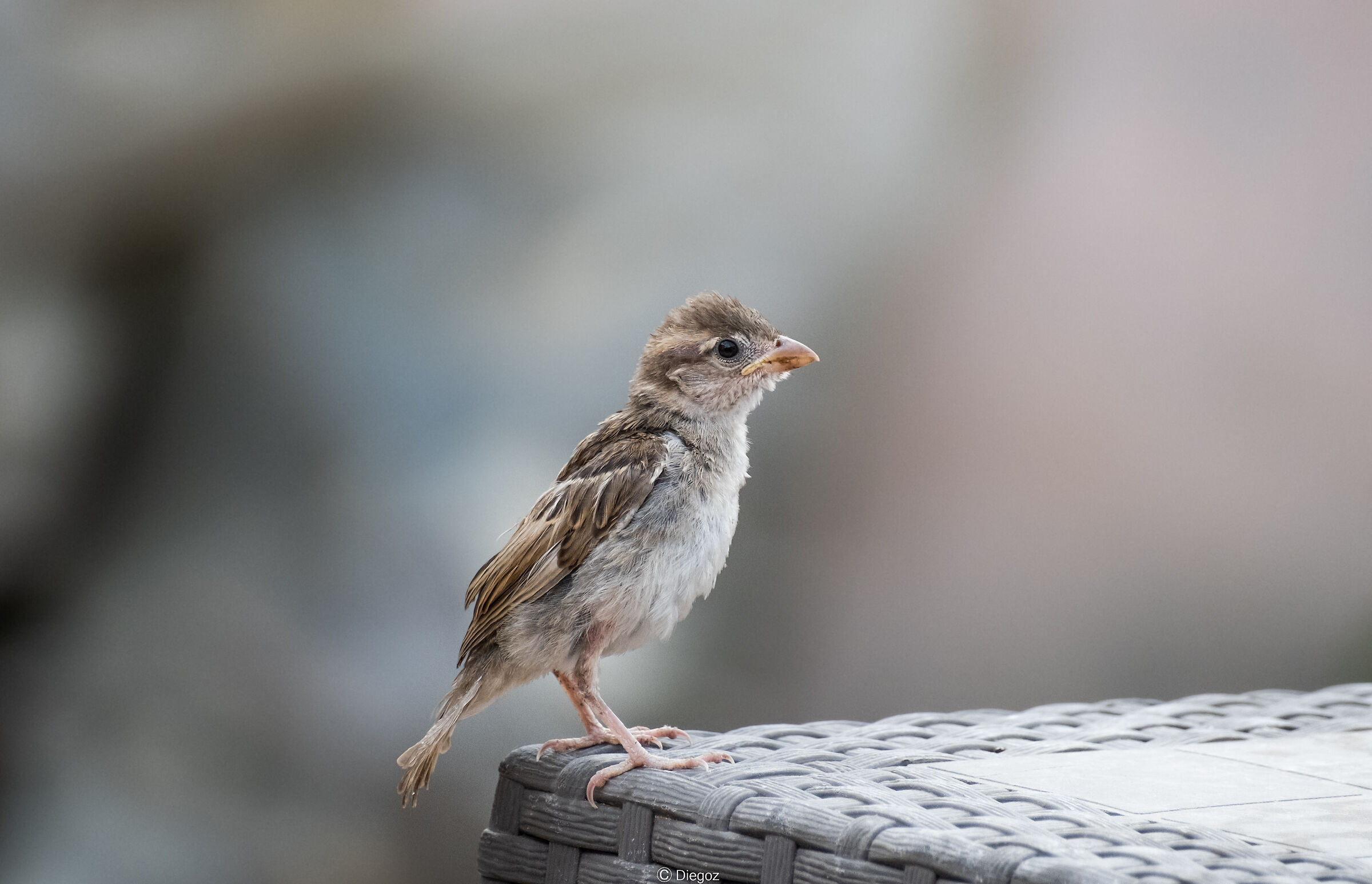passero dopo bagnetto