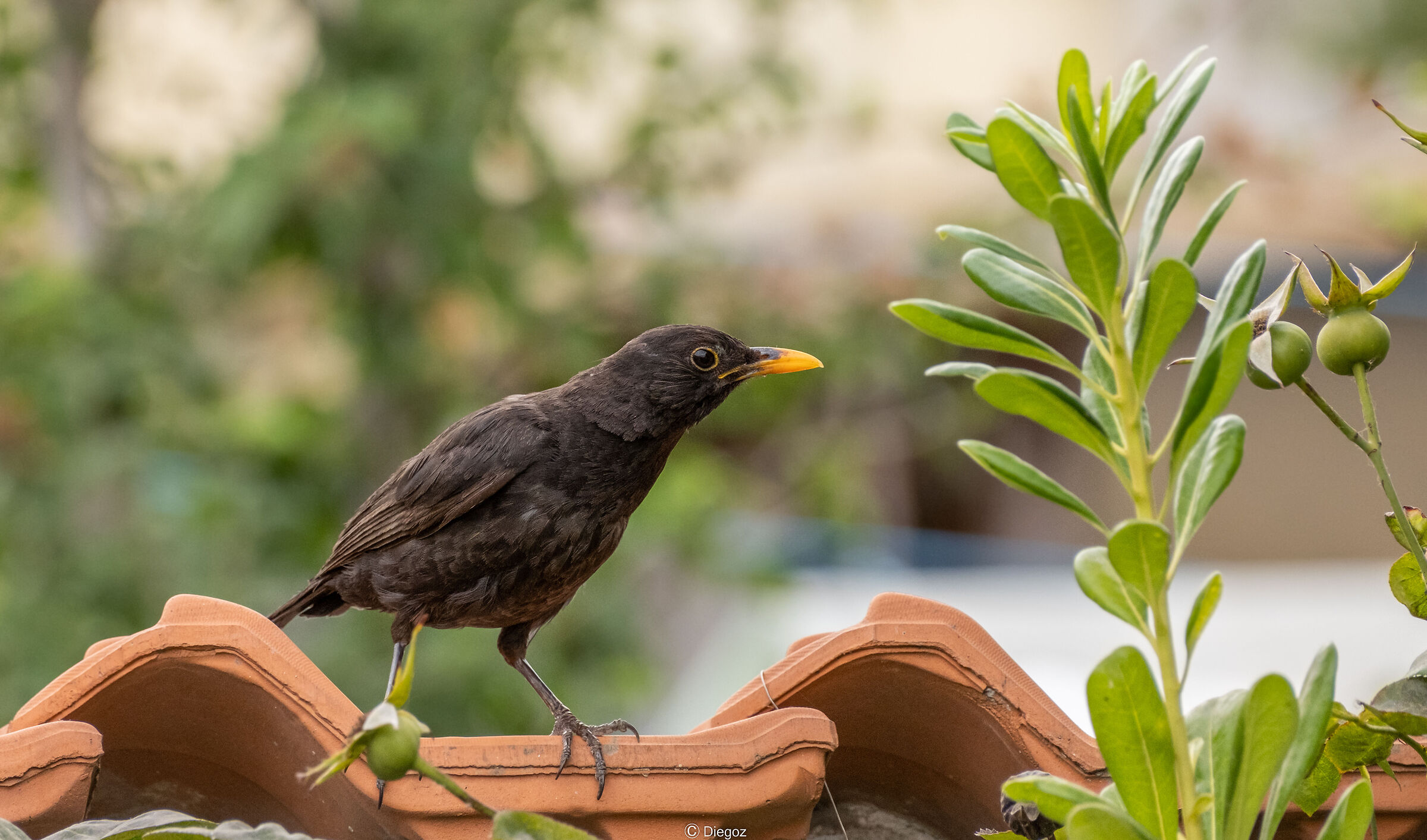 blackbird