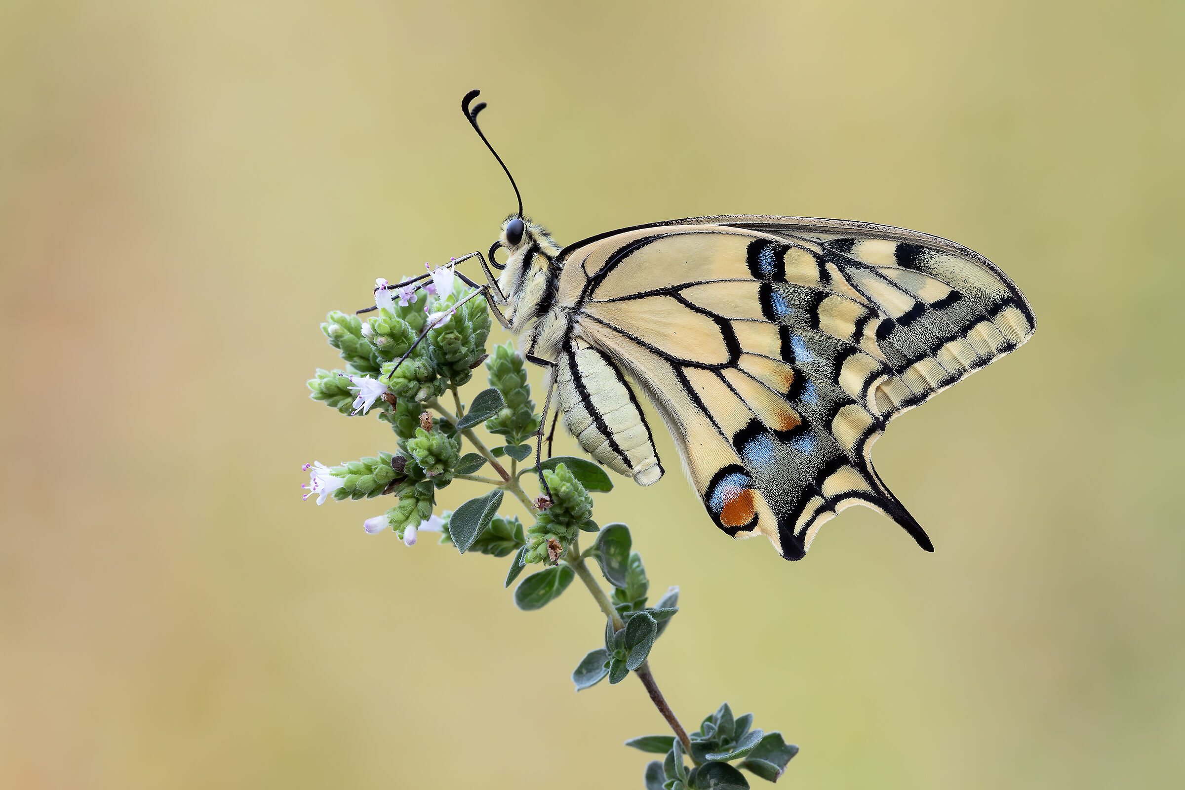 Swallowtail