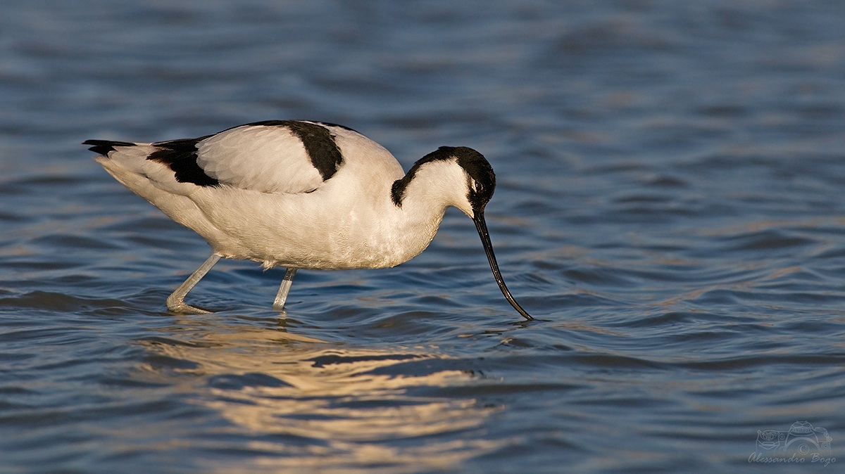 Avocetta