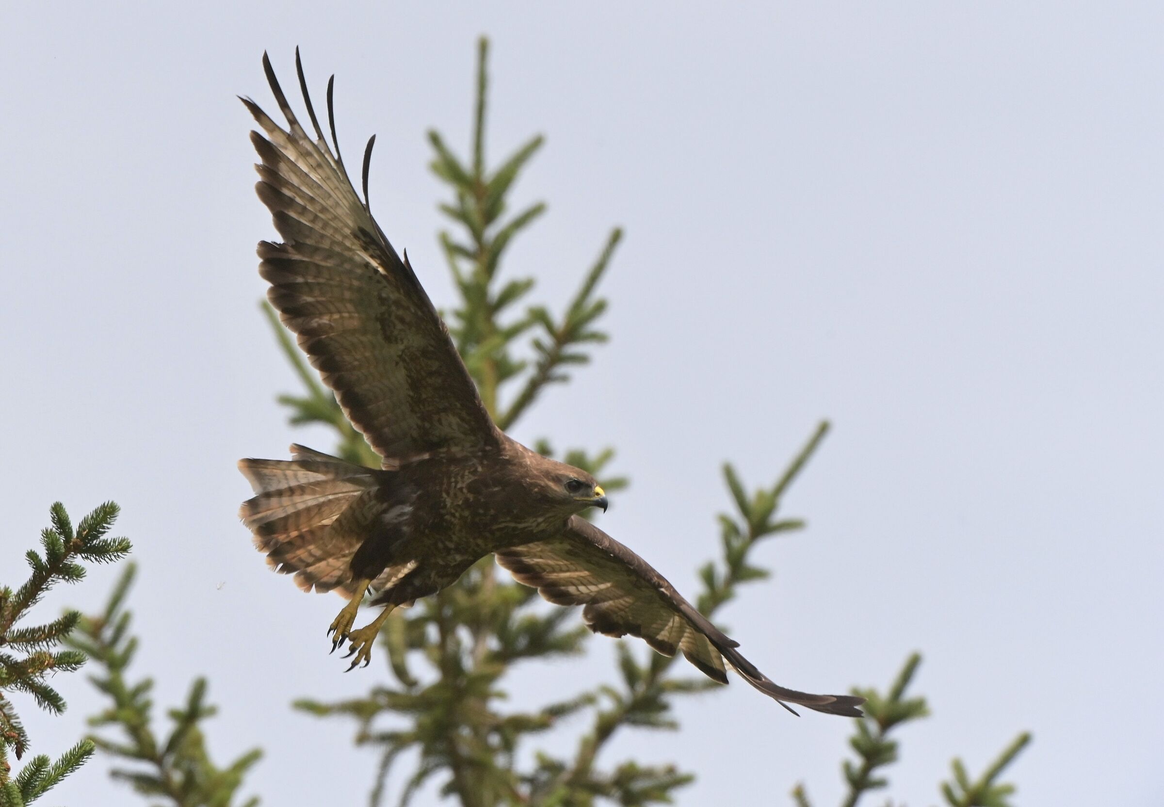 BUZZARD IN FLIGHT