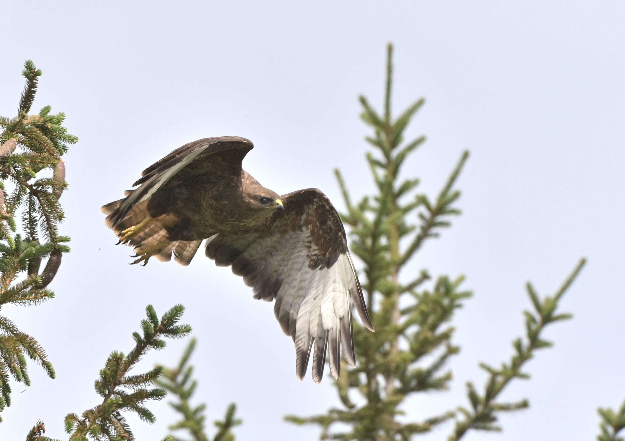 poiana in volo