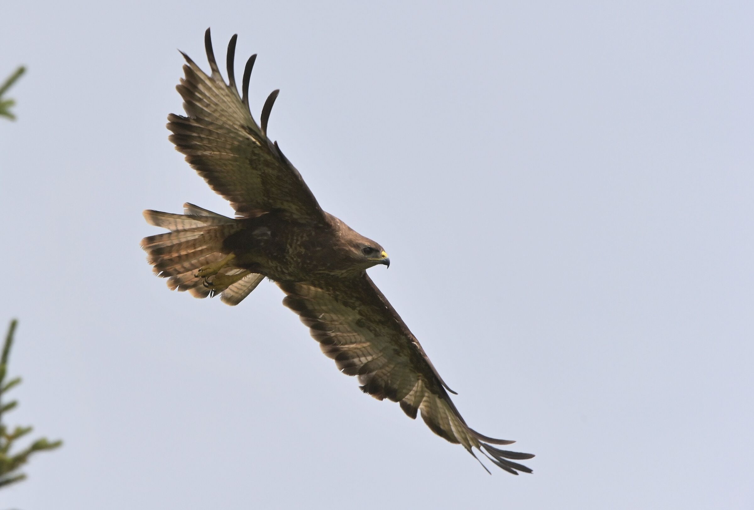 poiana in volo