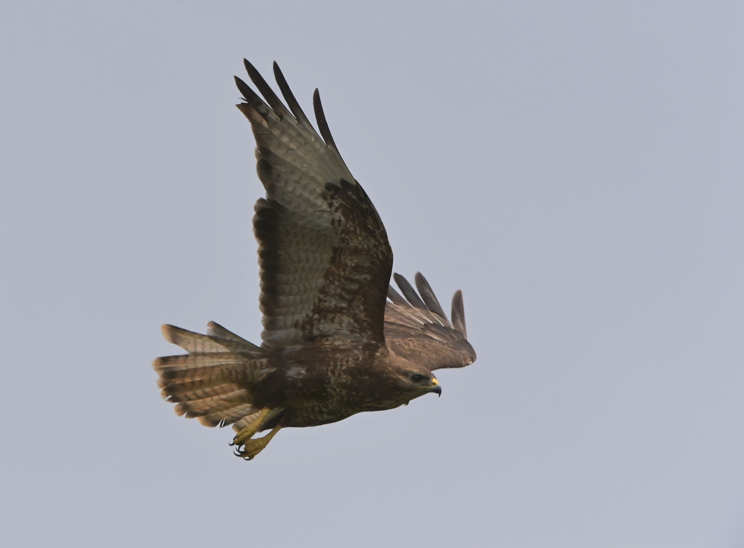 poiana in volo