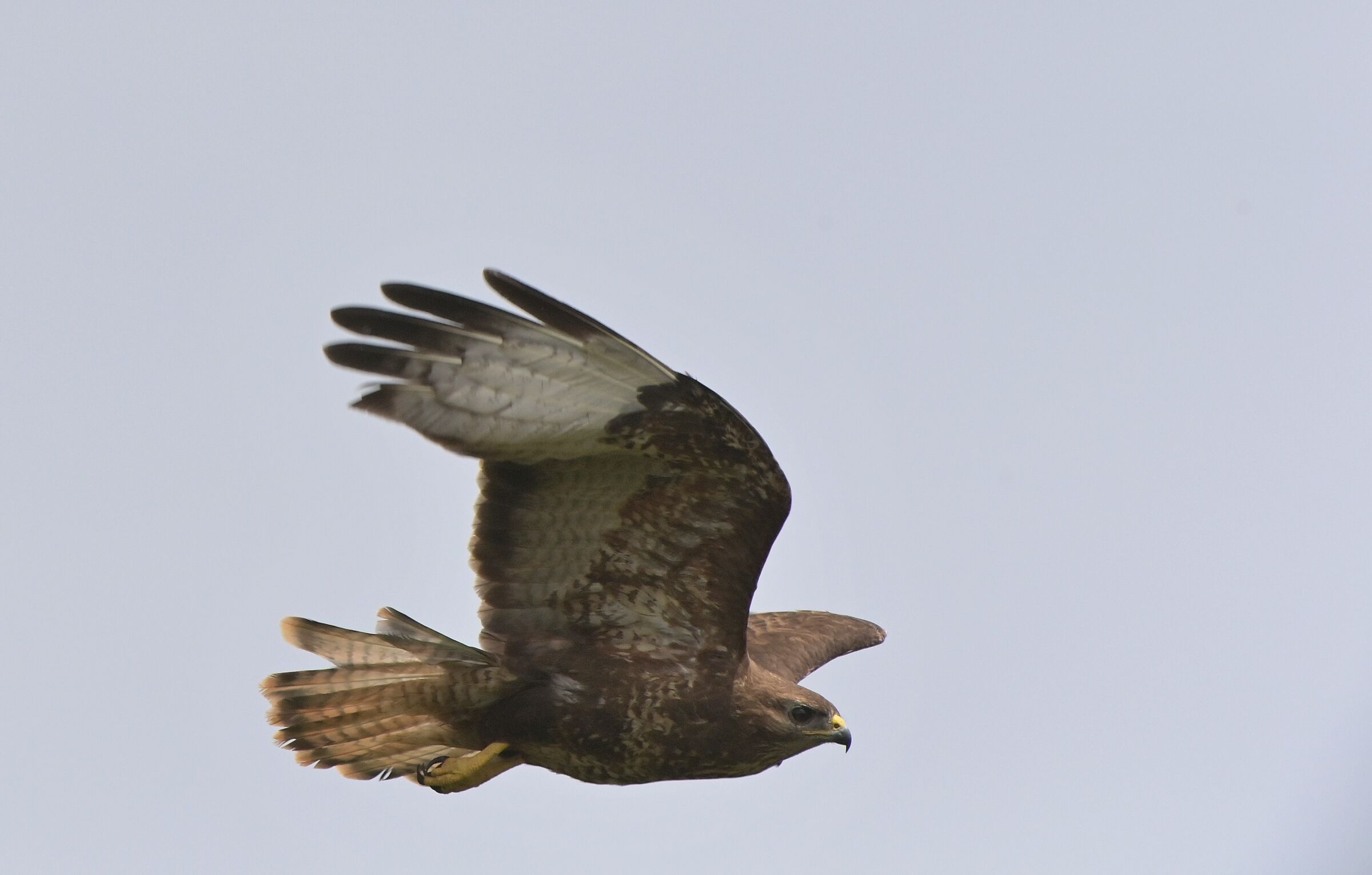 poiana in volo