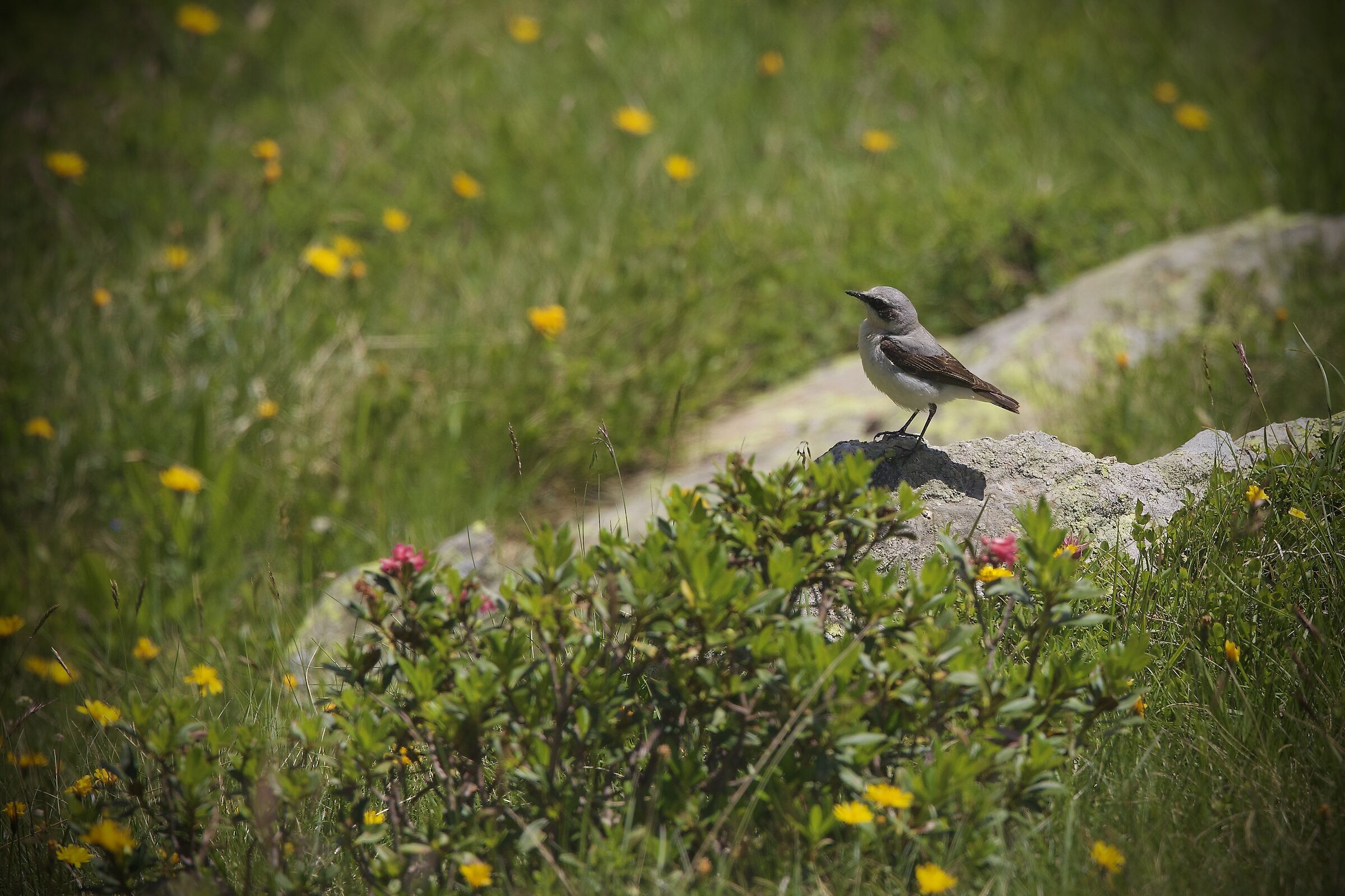 northern wheatear
