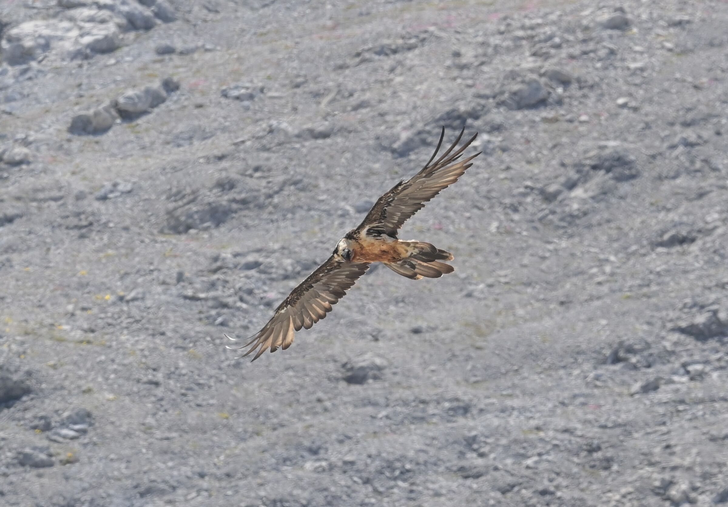 BEARDED VULTURE