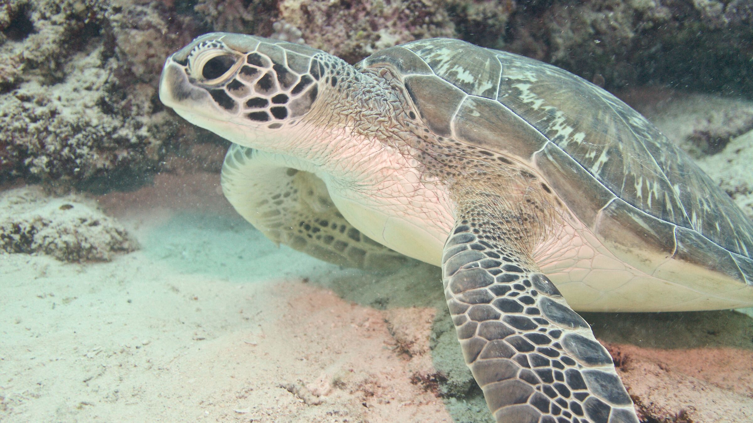 Caretta caretta