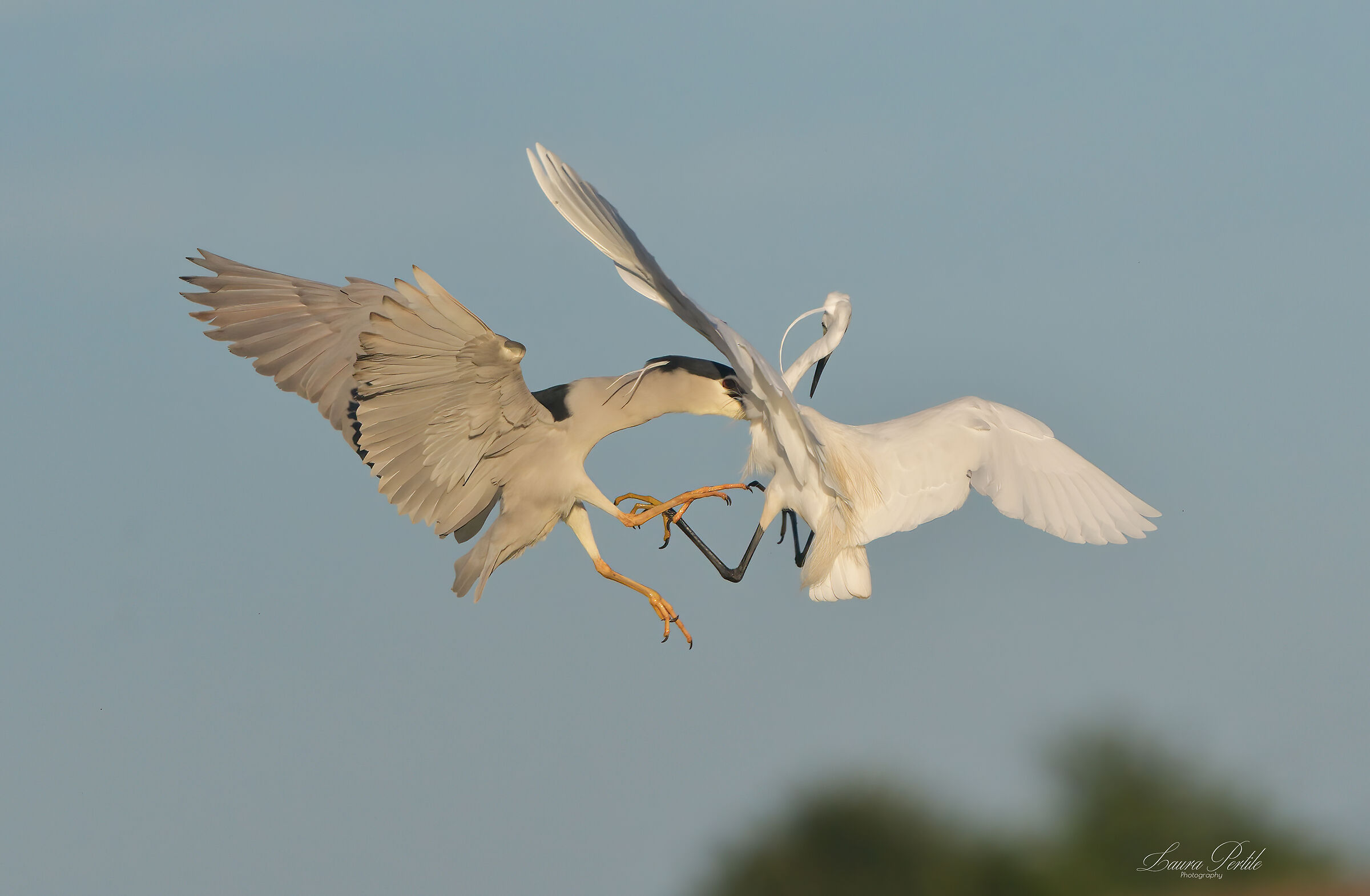 Nitticora VS Garzetta