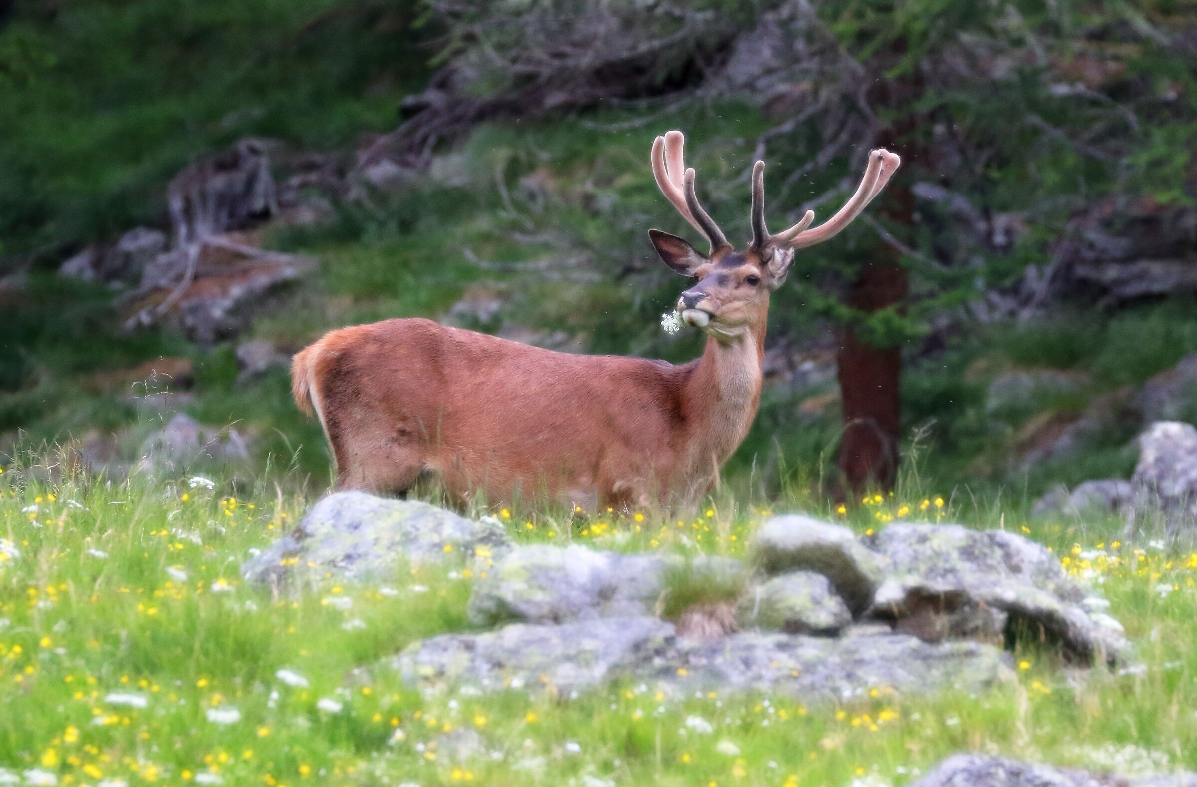 Cervo con Ombrellifera.