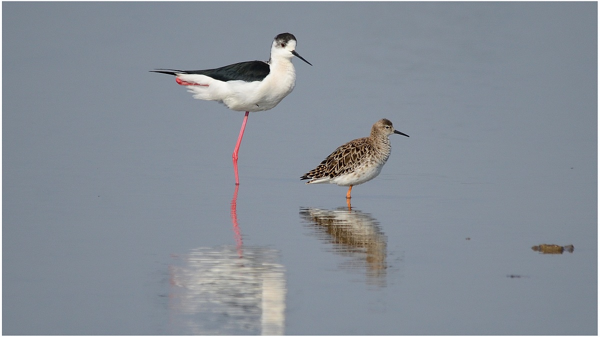 cavaliere & combattente