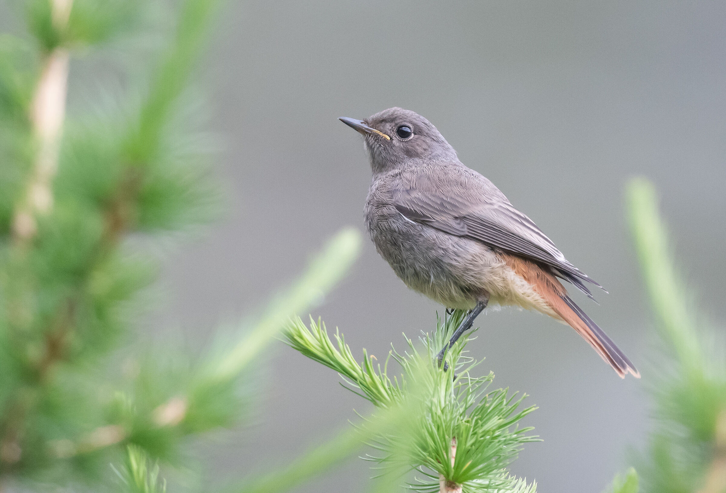 black redstart