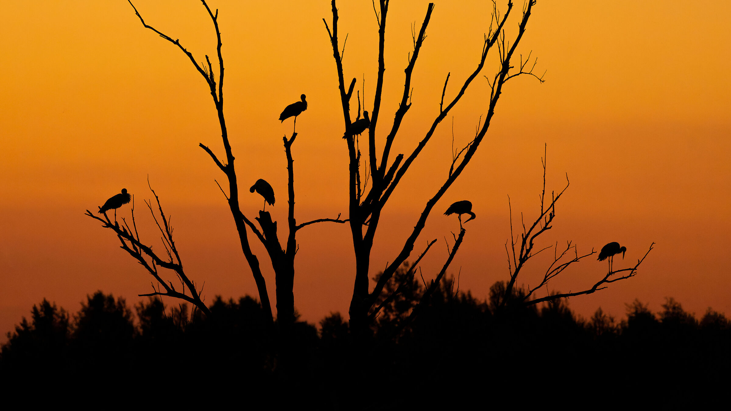 White stork (Ciconia ciconia)