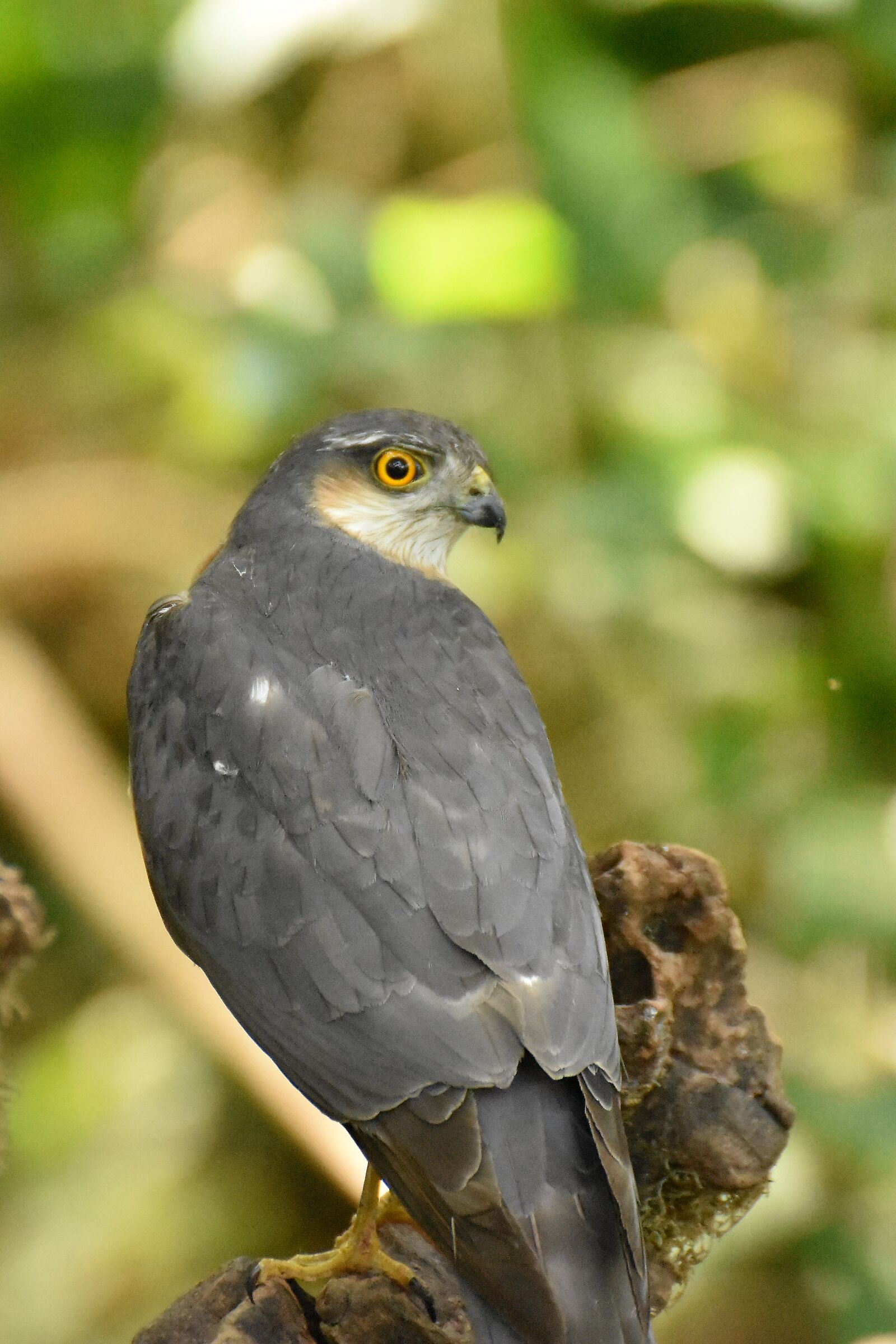 ti sei posato troppo vicino (sparviere)