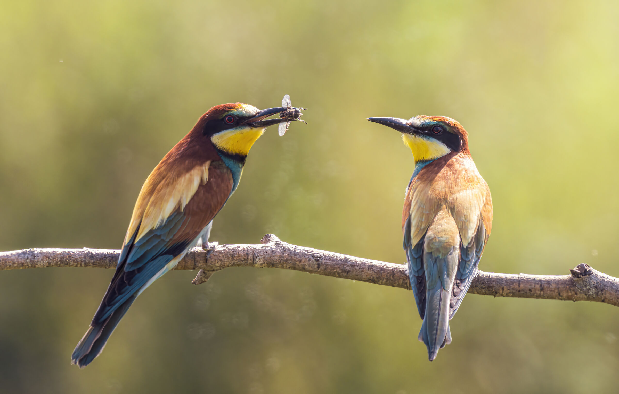 Corteggiamento Gruccioni