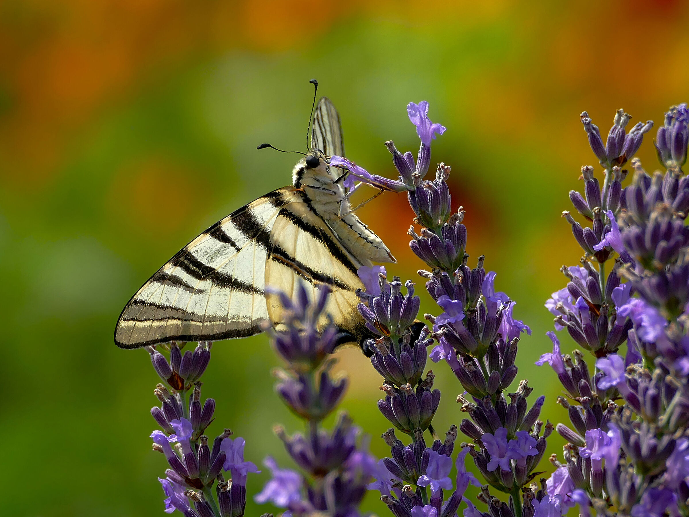 Iphiclides podalirius