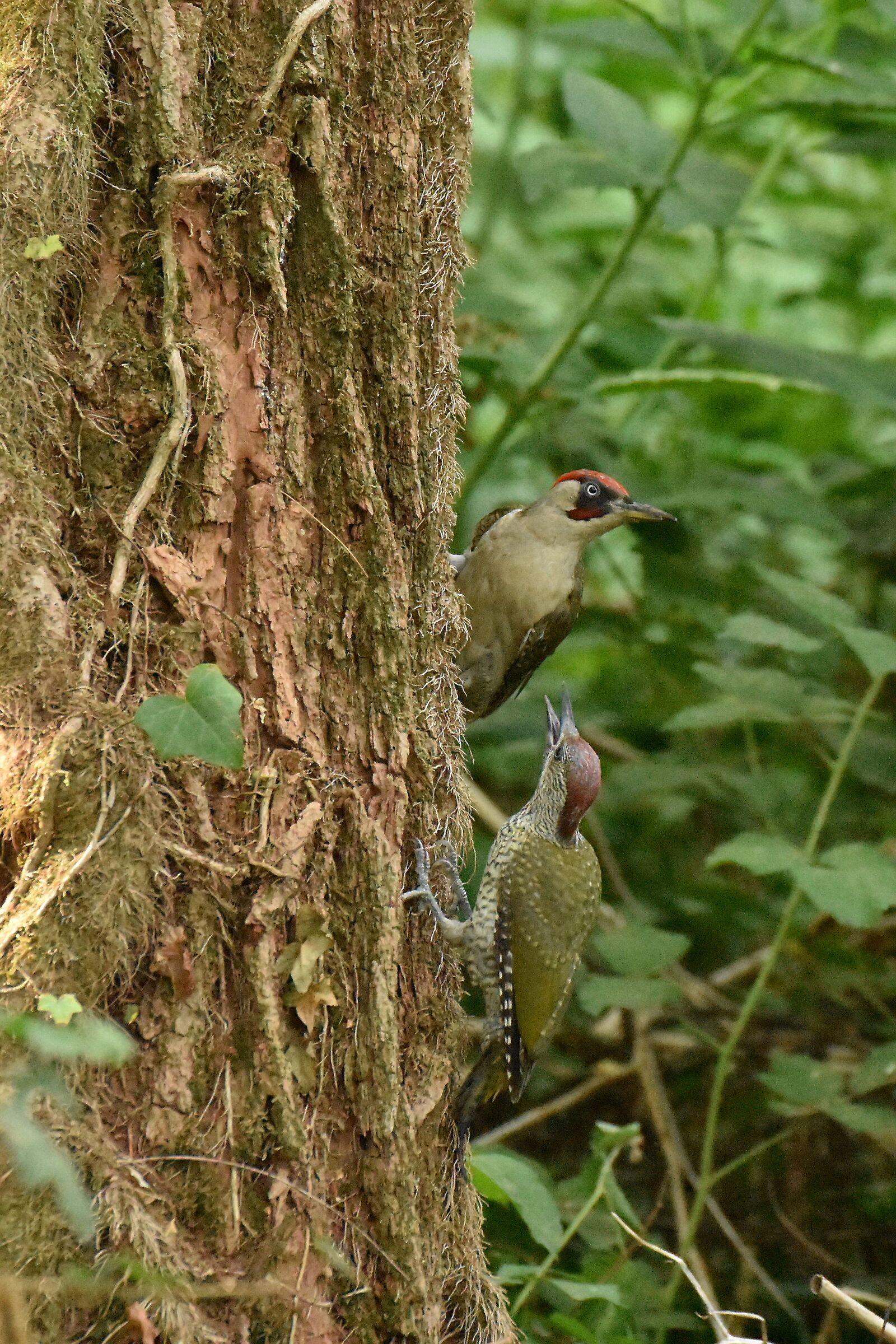 il piccolo verde reclama