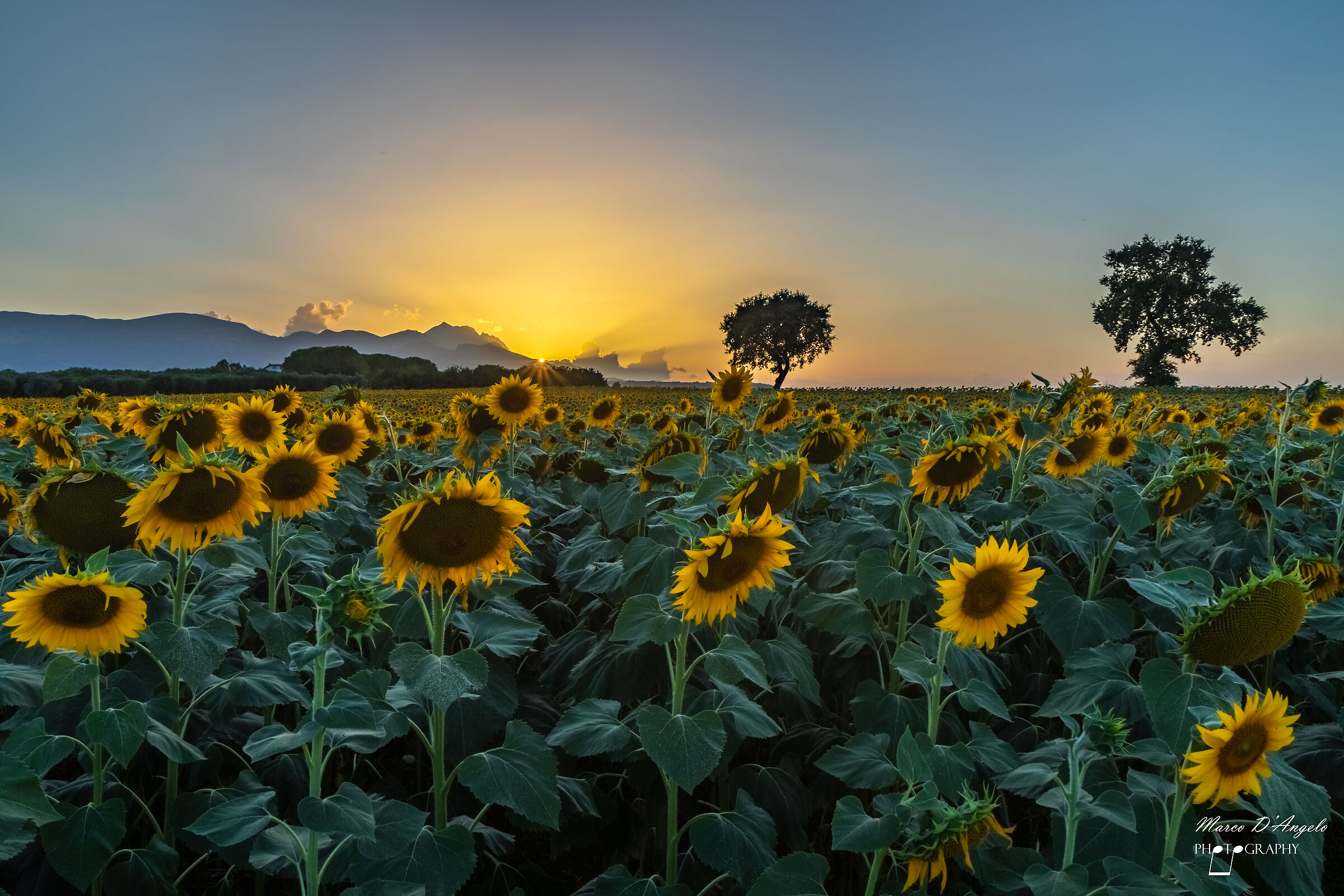 Sunflowers at sunset