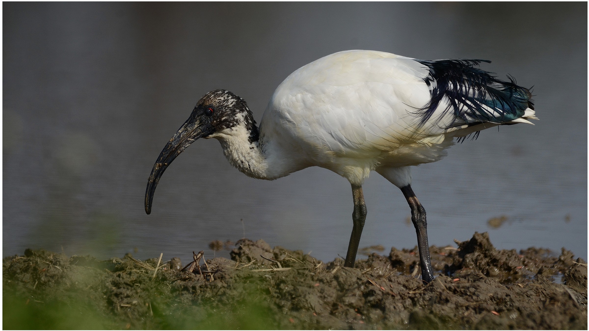 ibis
