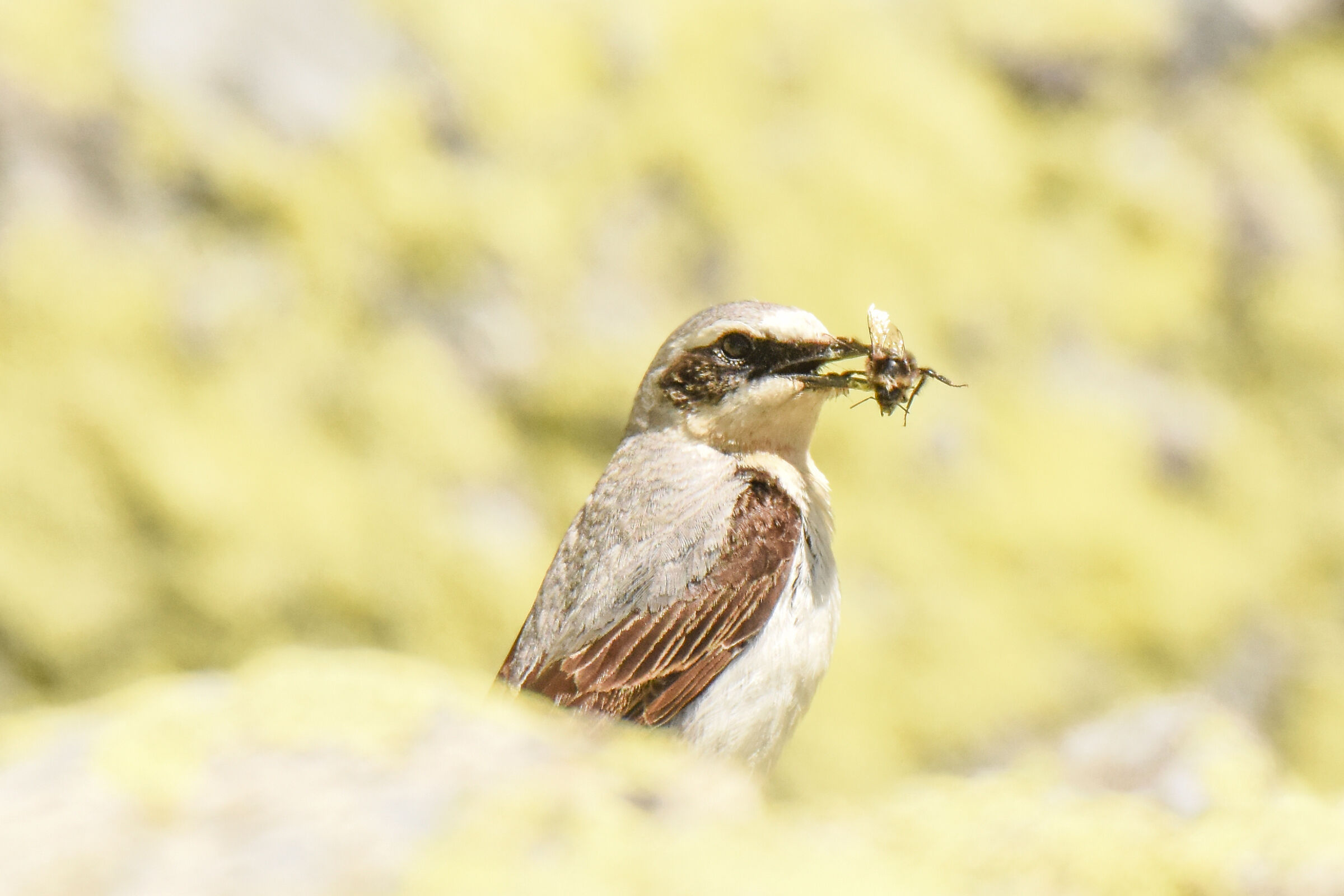 NORTHERN WHEATEAR