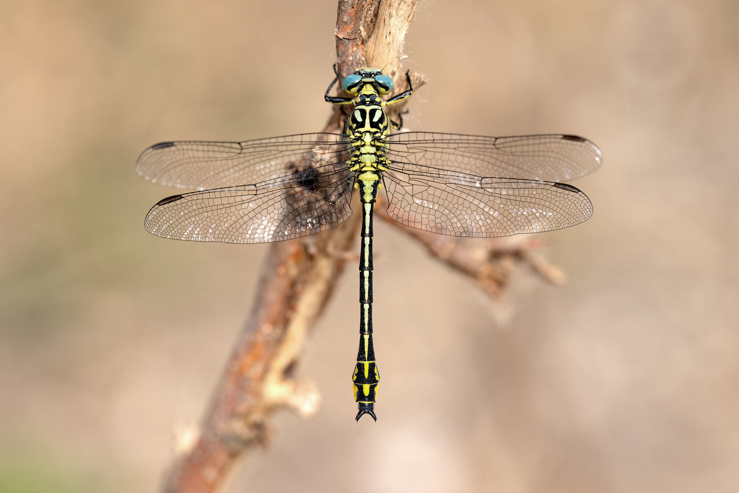 Stylurus flavipes