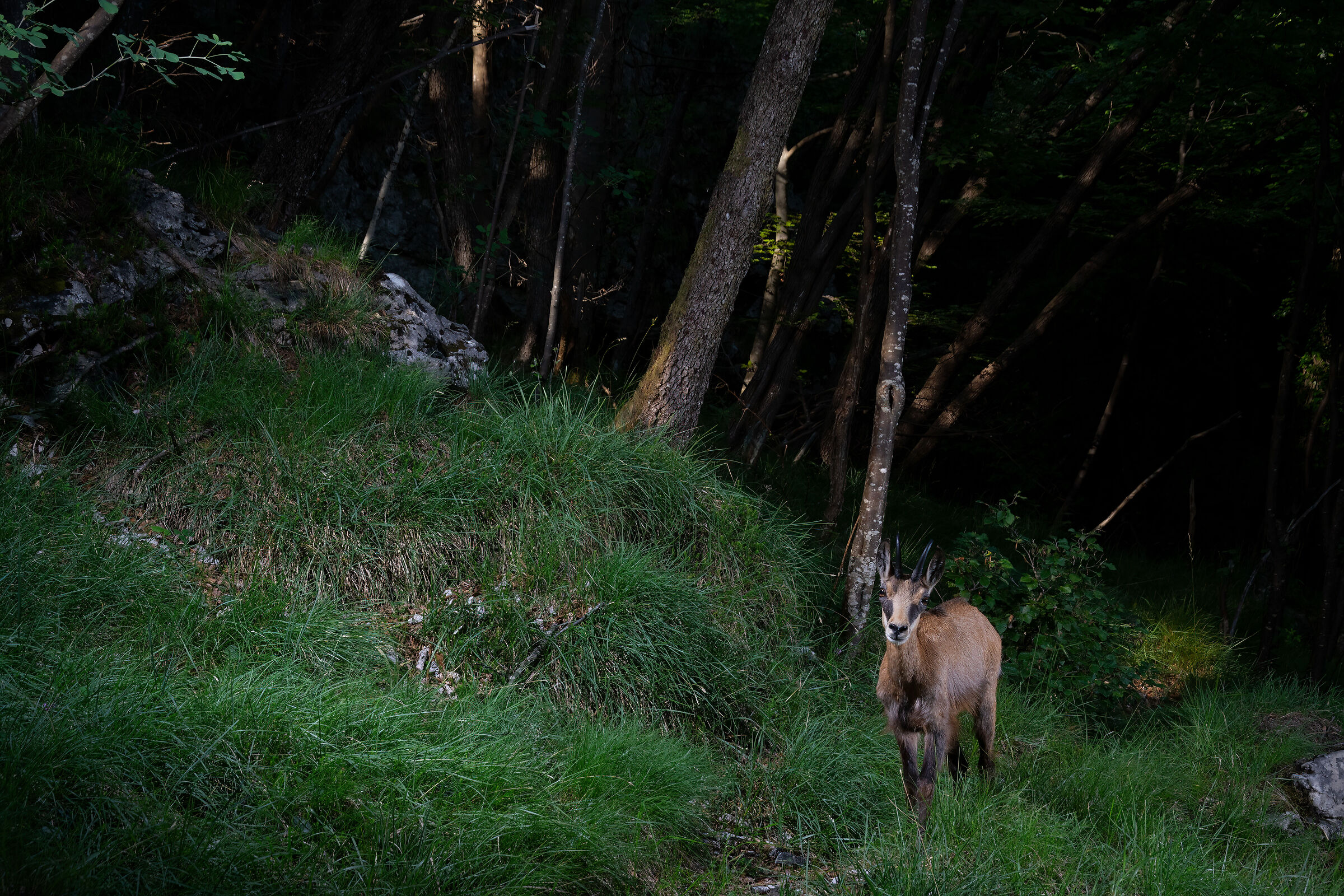Chamois