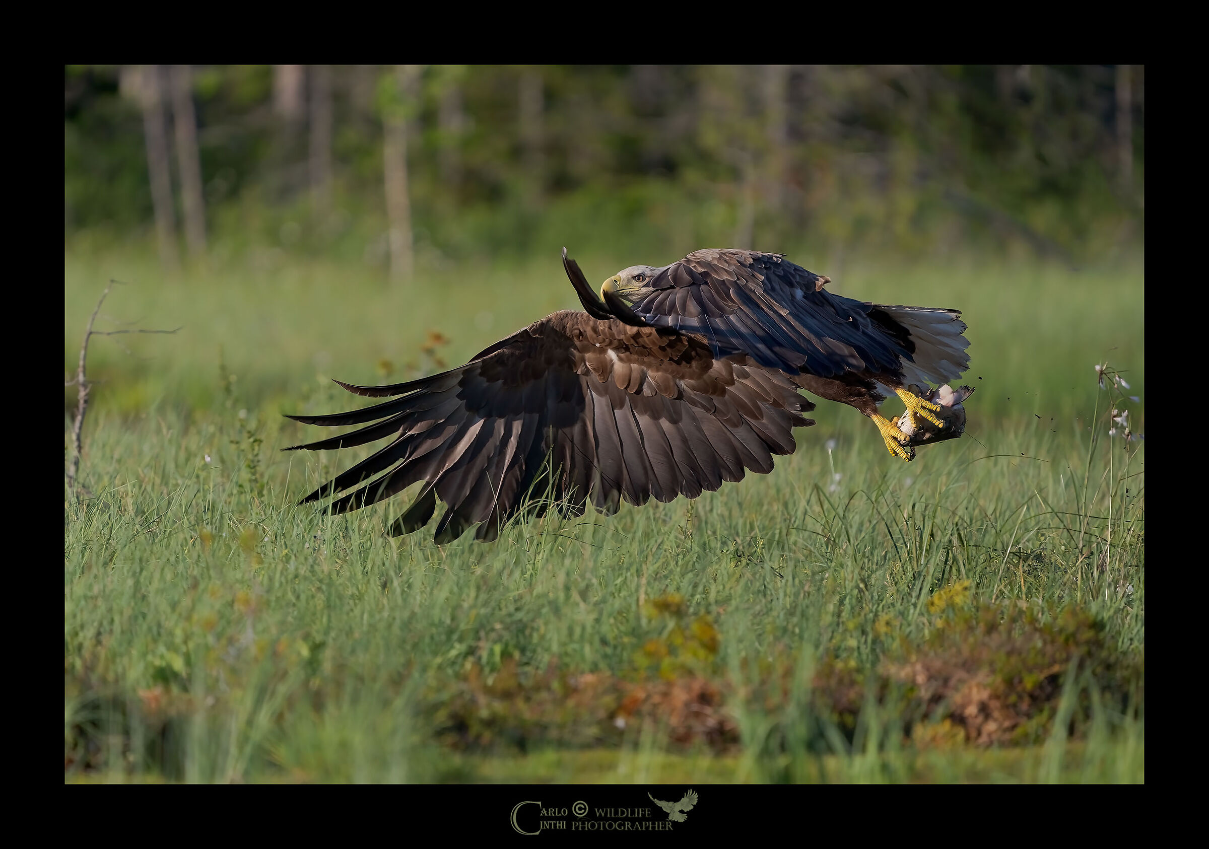 White tail sea eagle