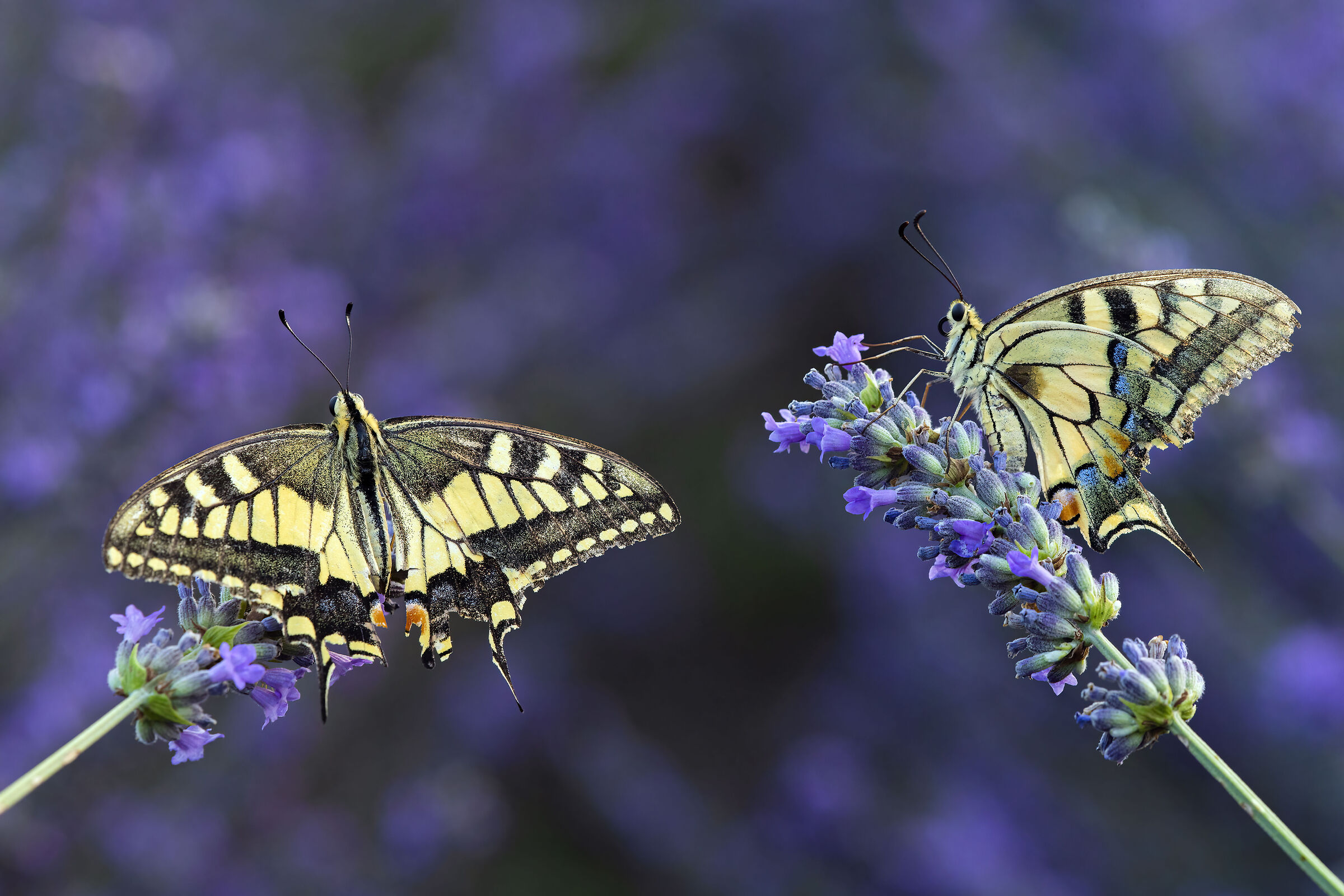 Papilio Machaon