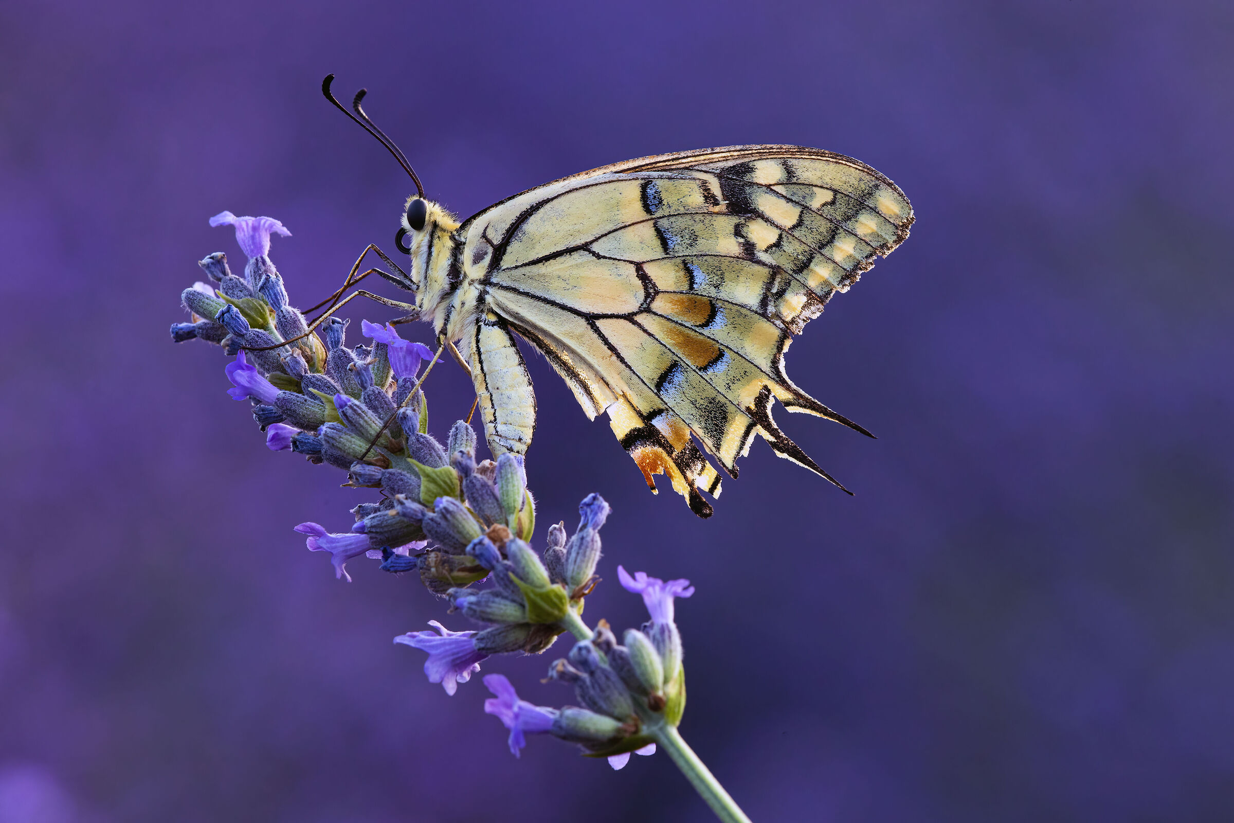 Papilio Machaon
