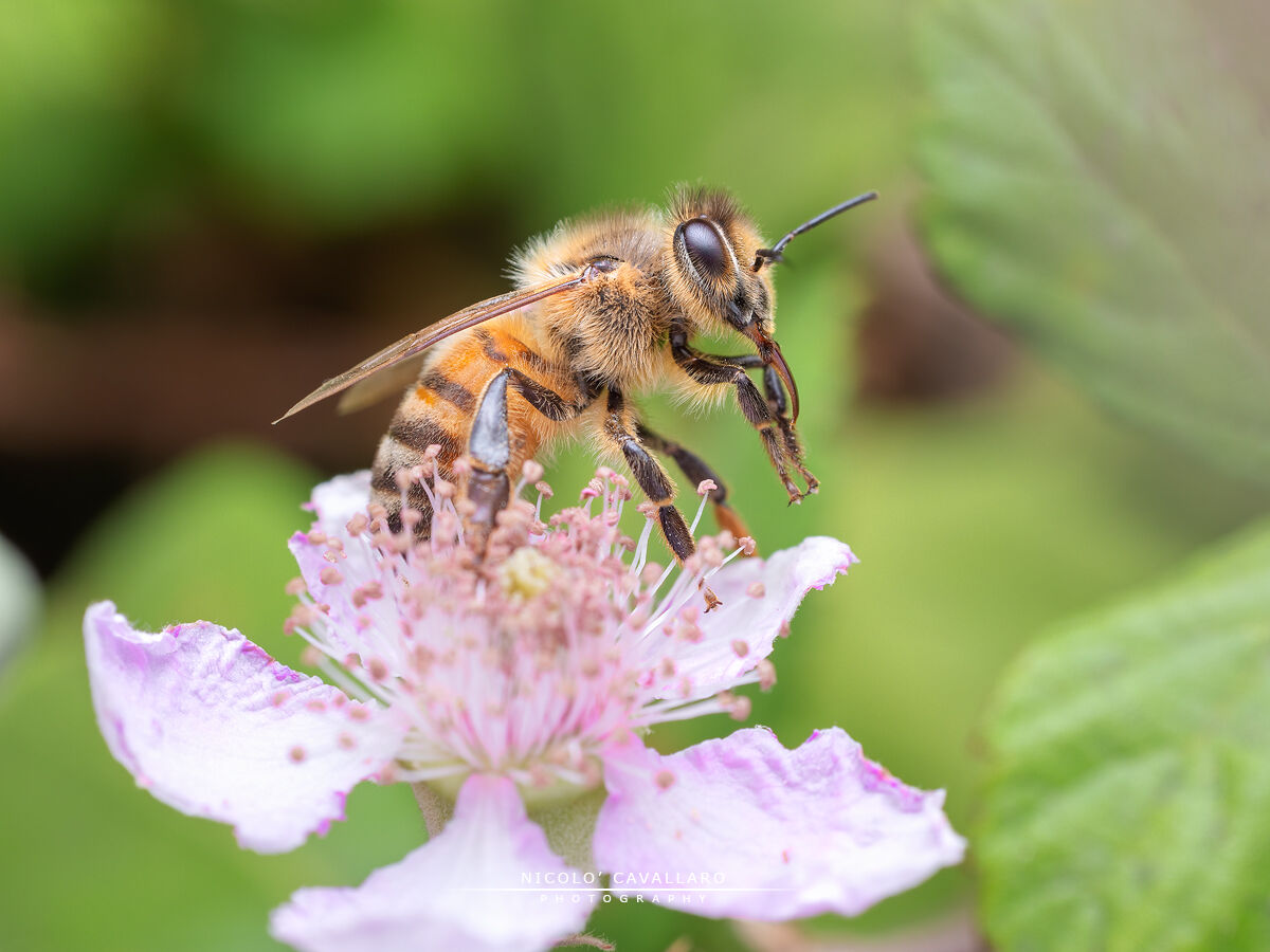 Ape Europea (Apis Mellifera)