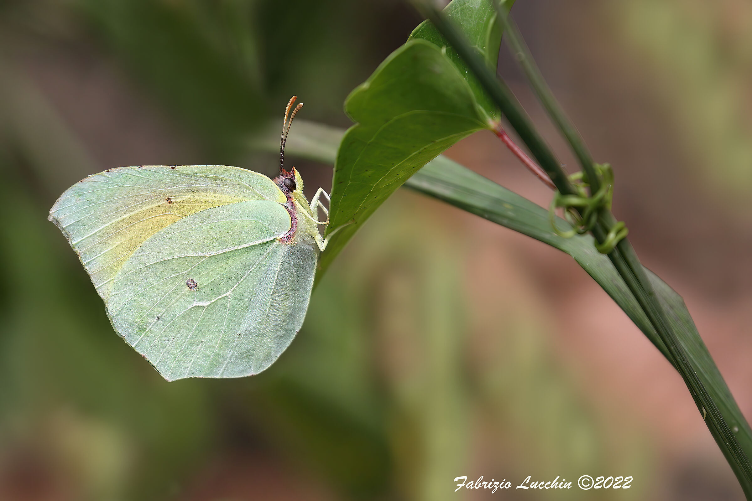 Gonepteryx cleopatra