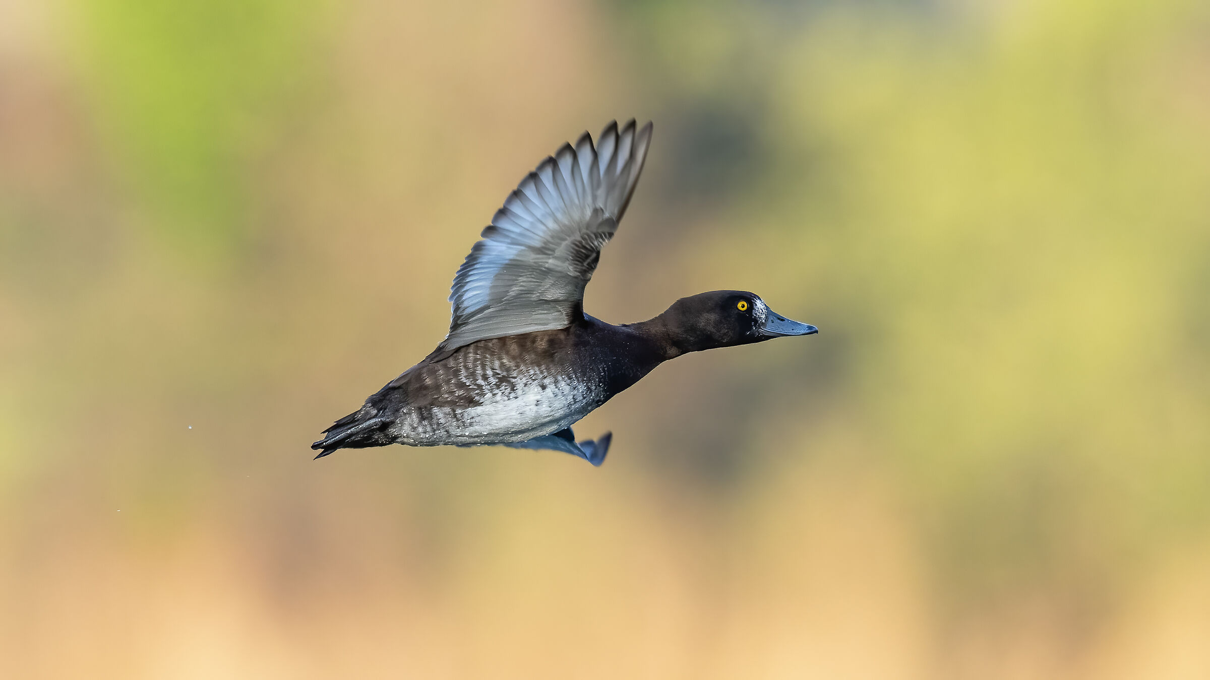 Moretta alle prime luci