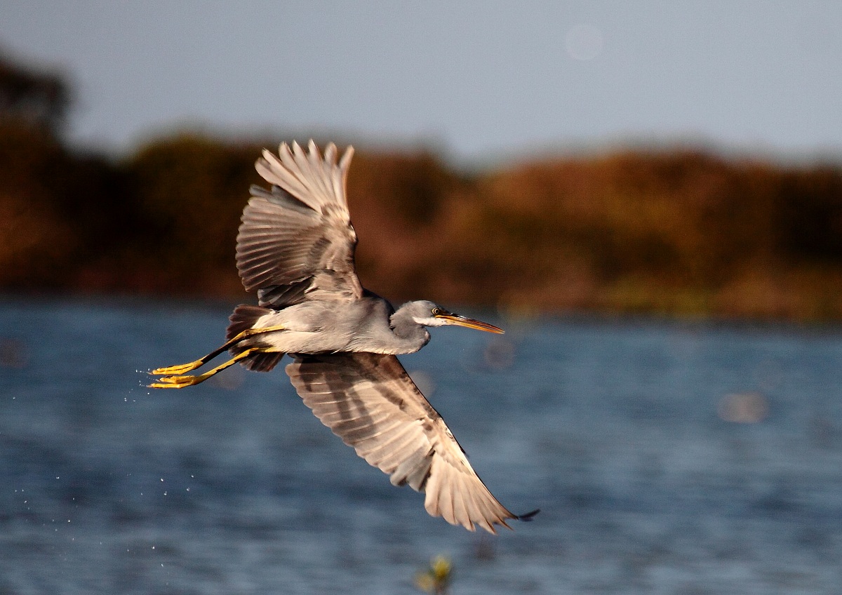 Reef Heron