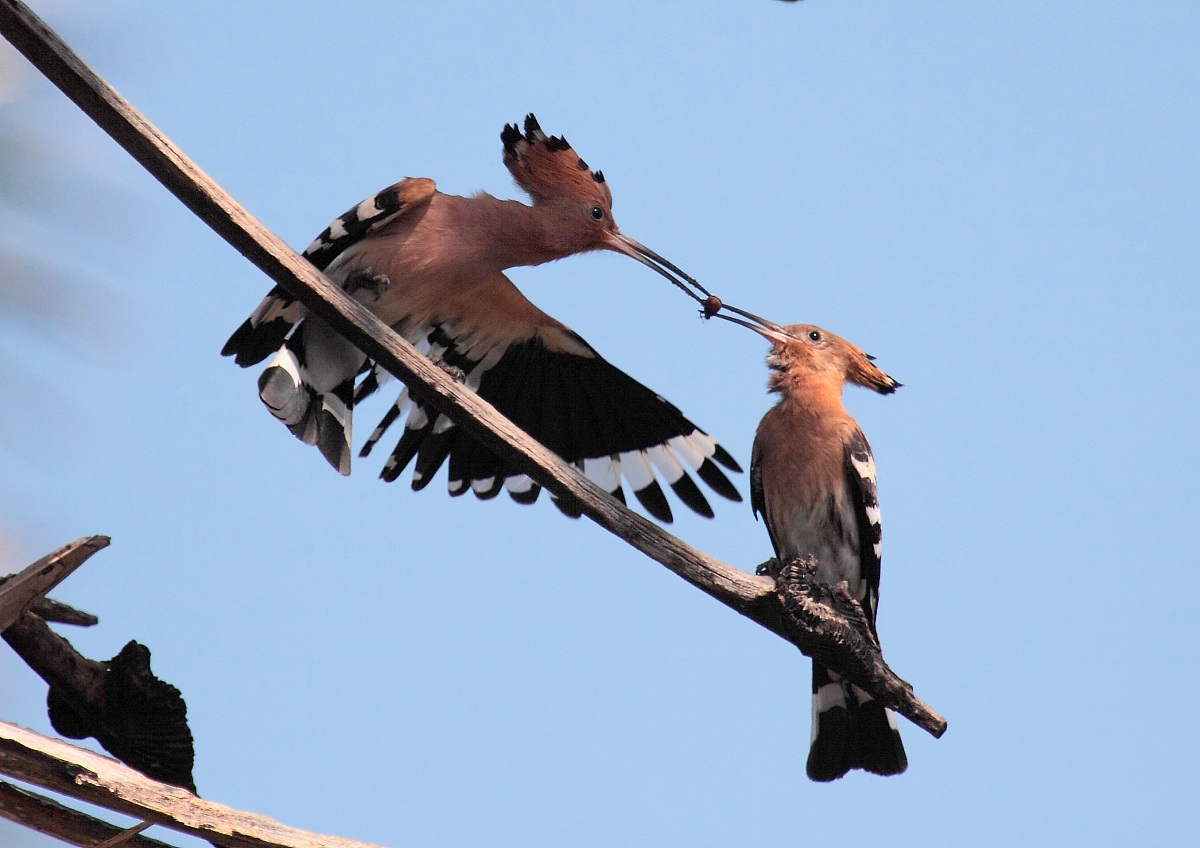corteggiamento upupa
