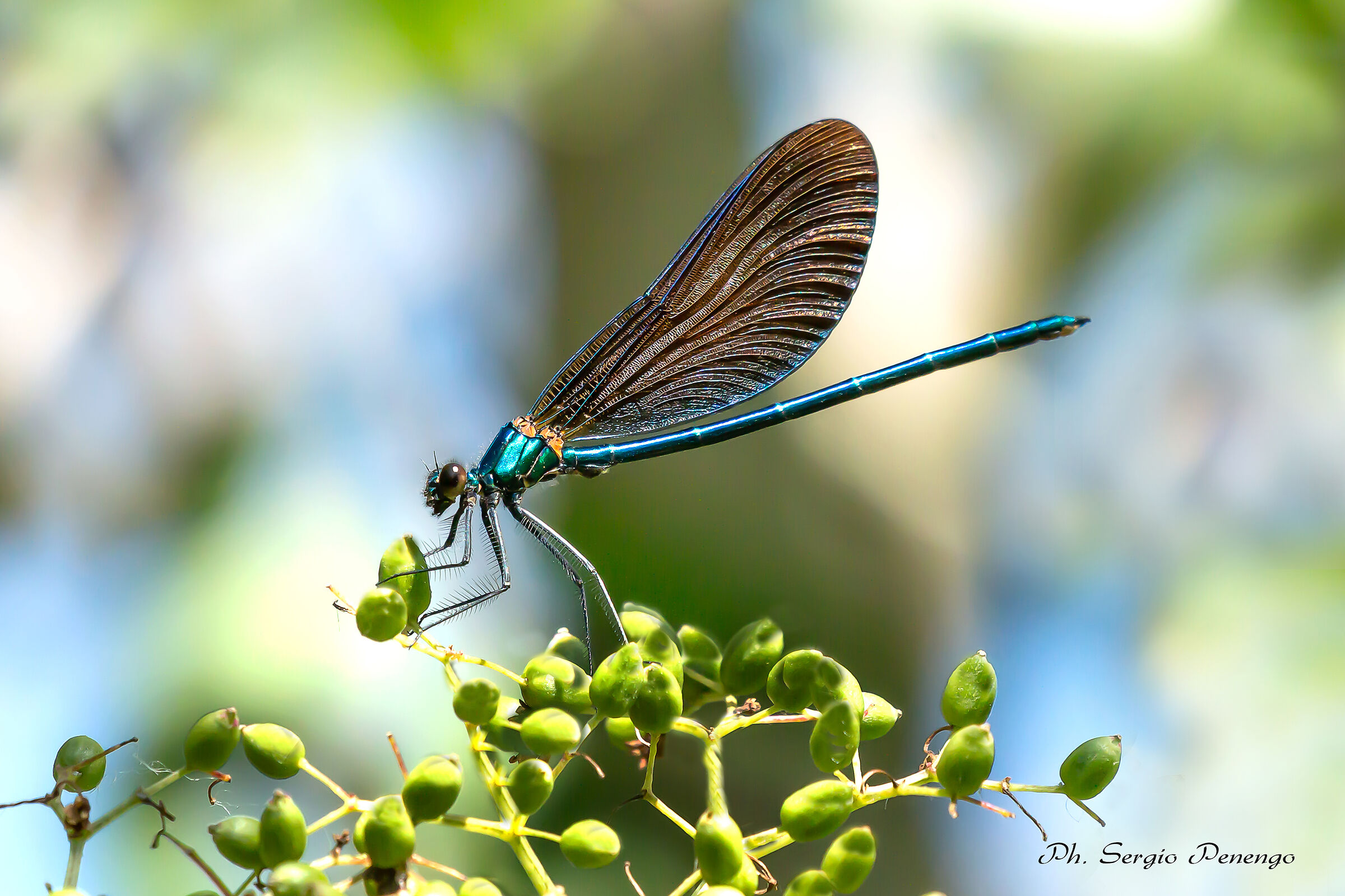 Calopteryx Virgo libellula