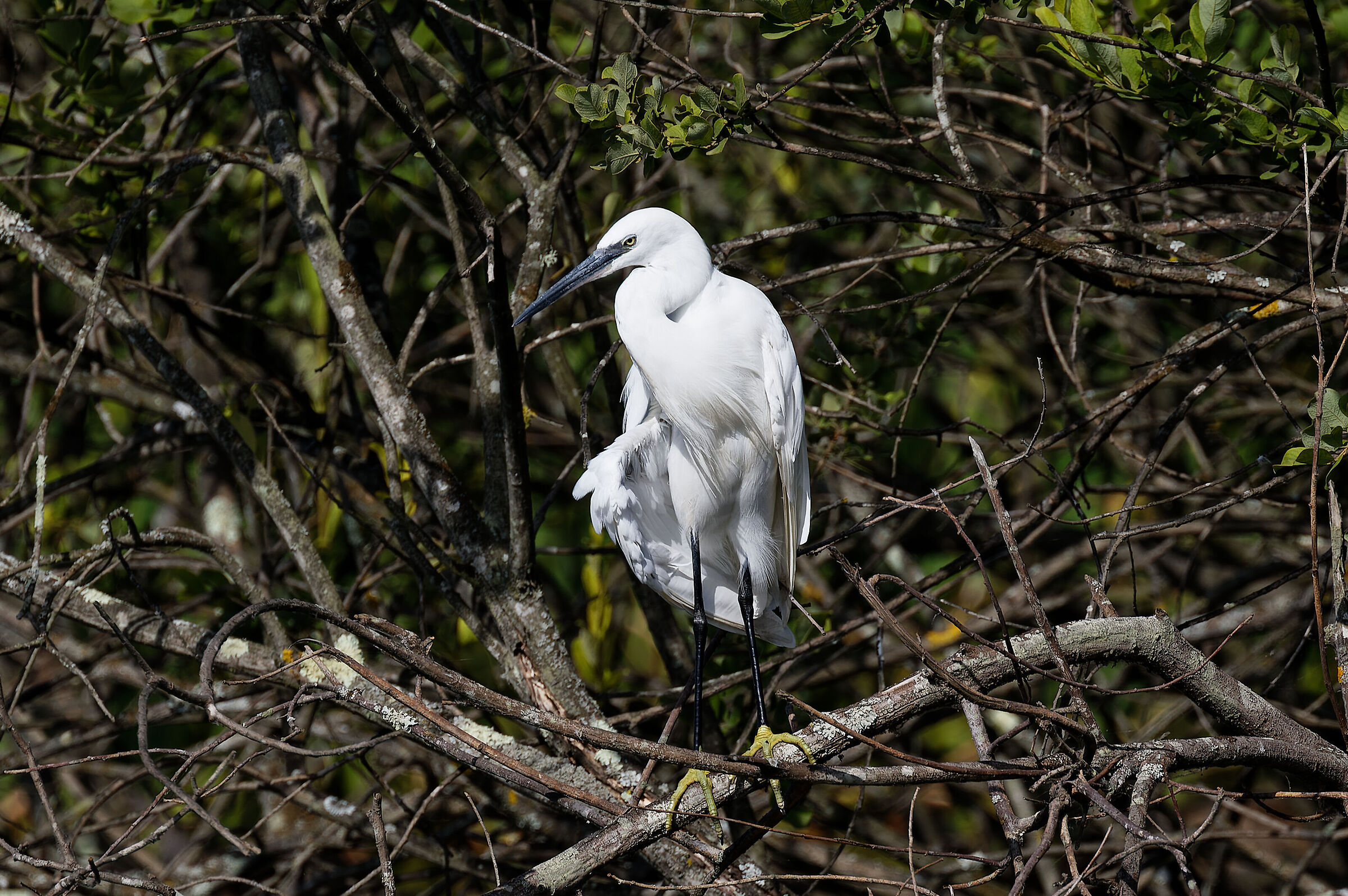 Guardinga