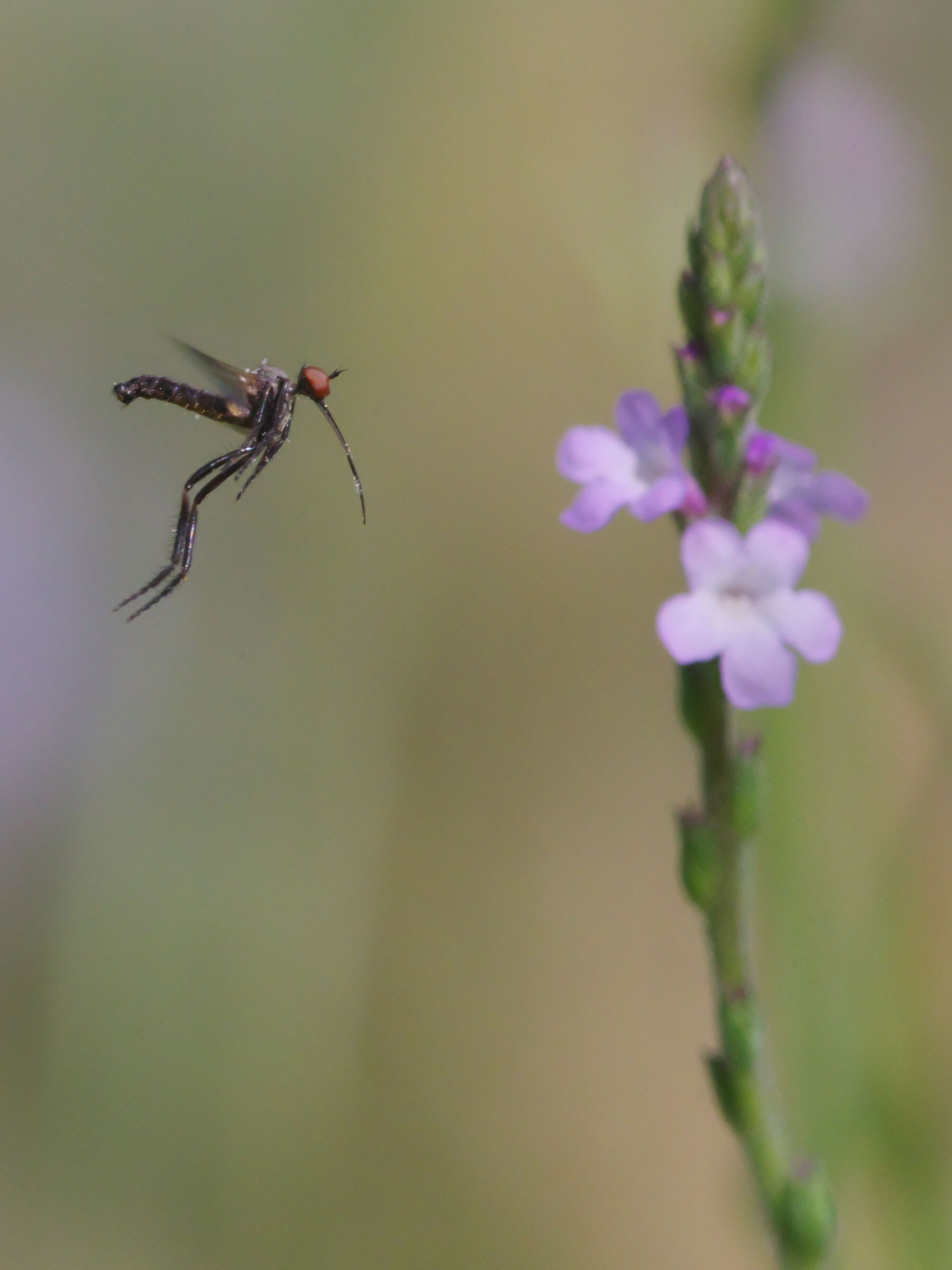 Dipterus with a long rostrum