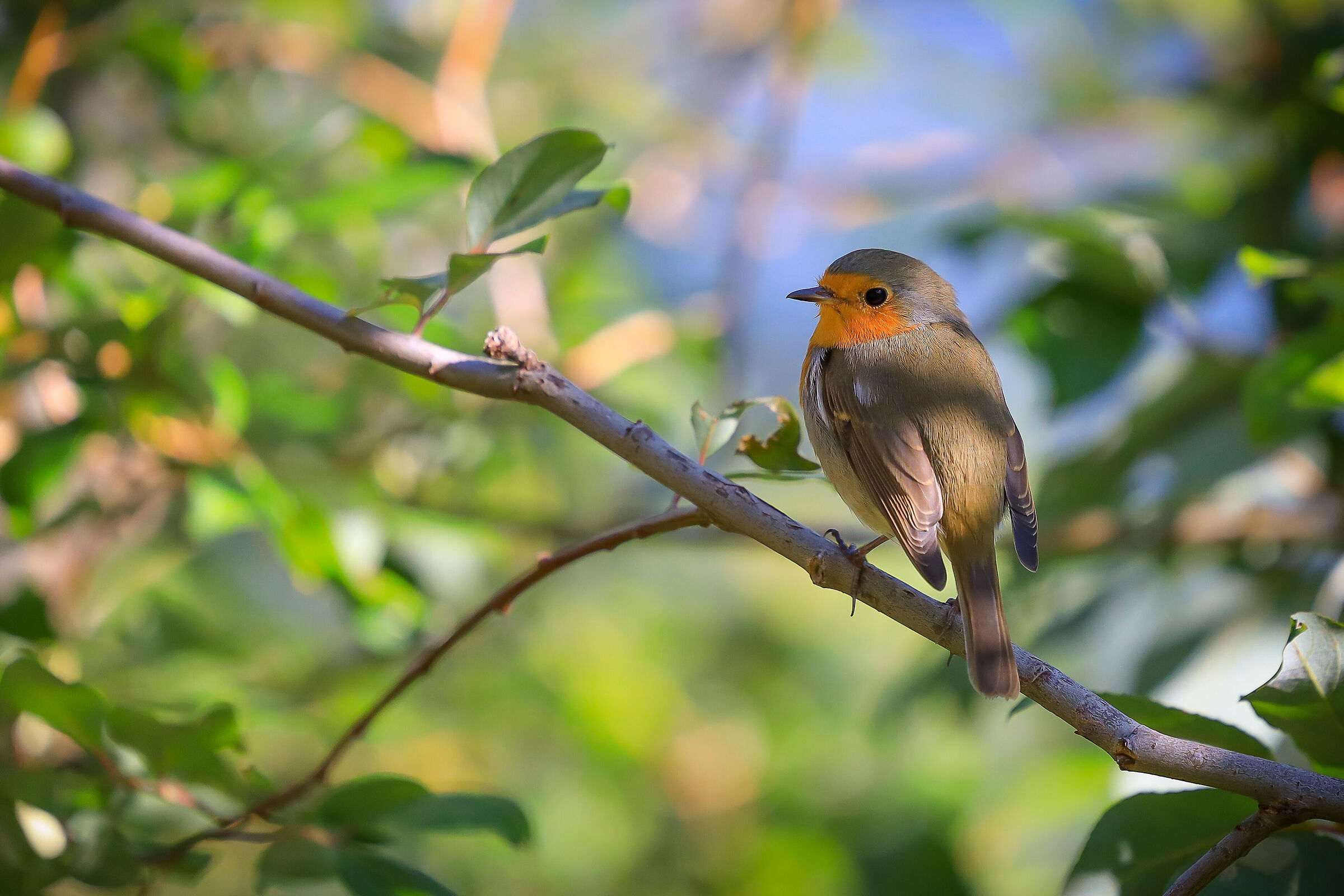European robin (Erithacus rubecula)
