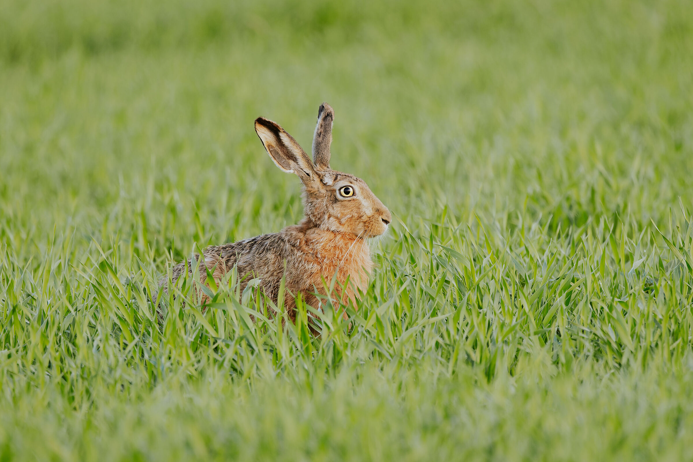 European hare (Lepus europaeus)