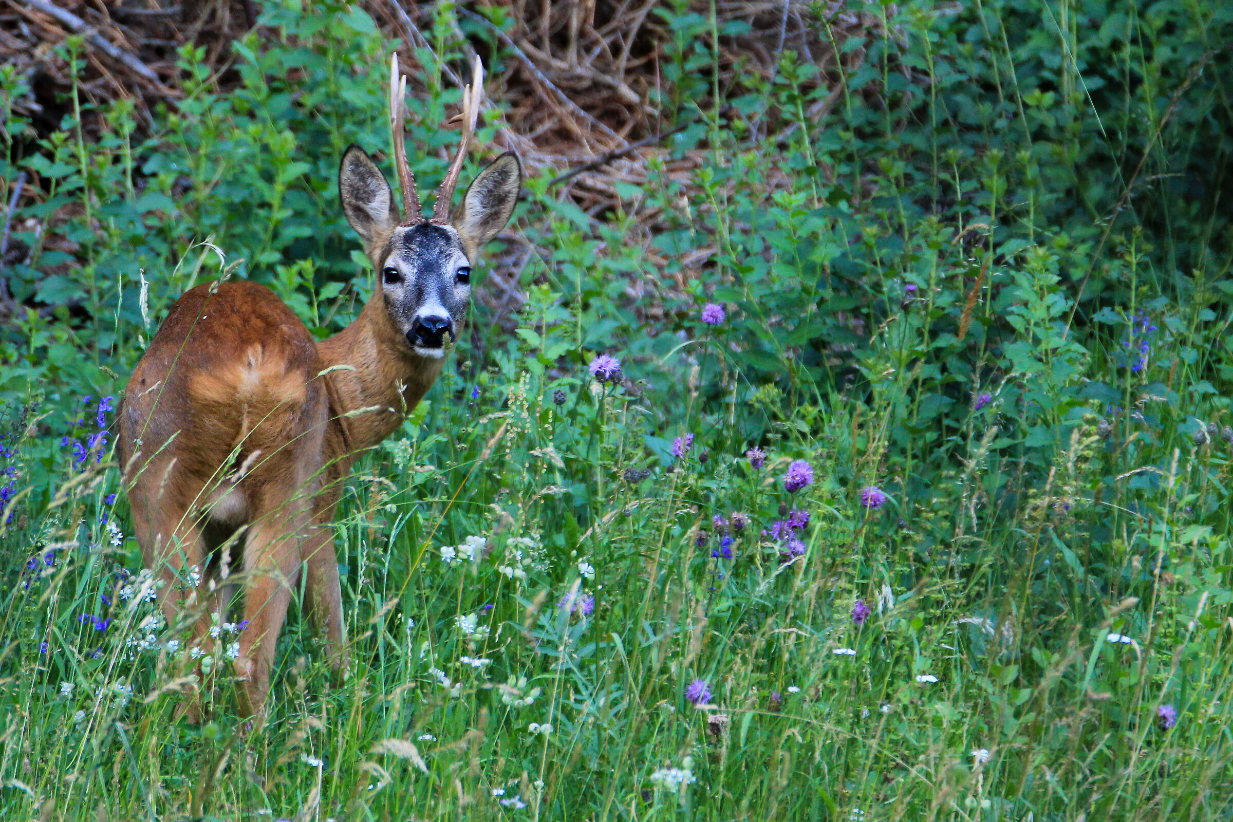 L'uomo riceve molto più di ciò che cerca.