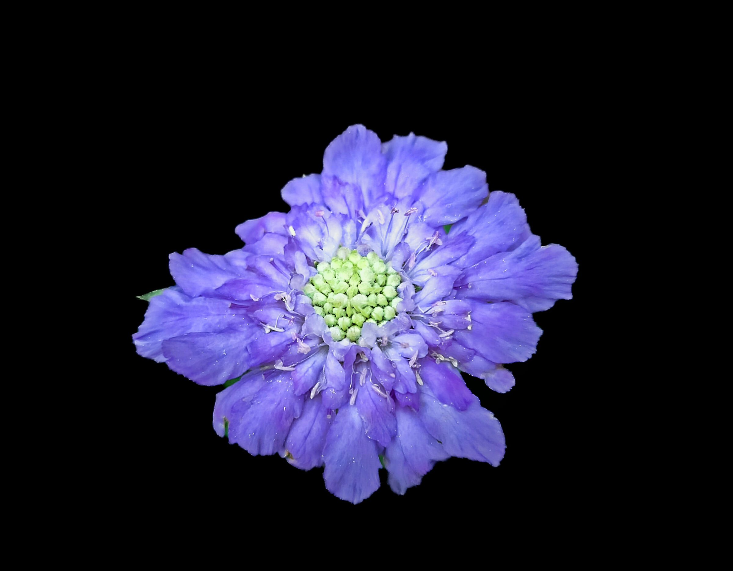Blue flower 2
