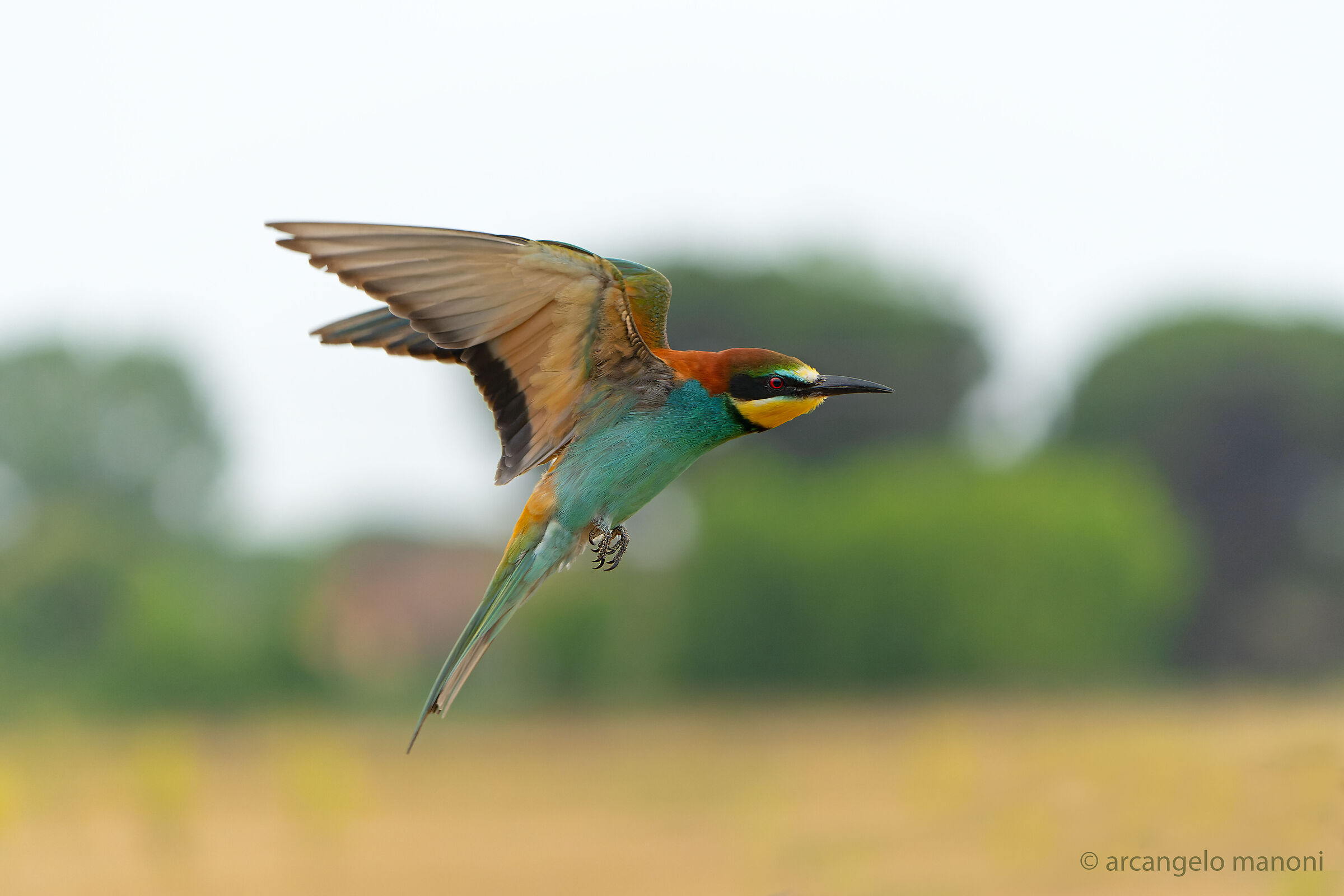 Where the bee-eaters fly