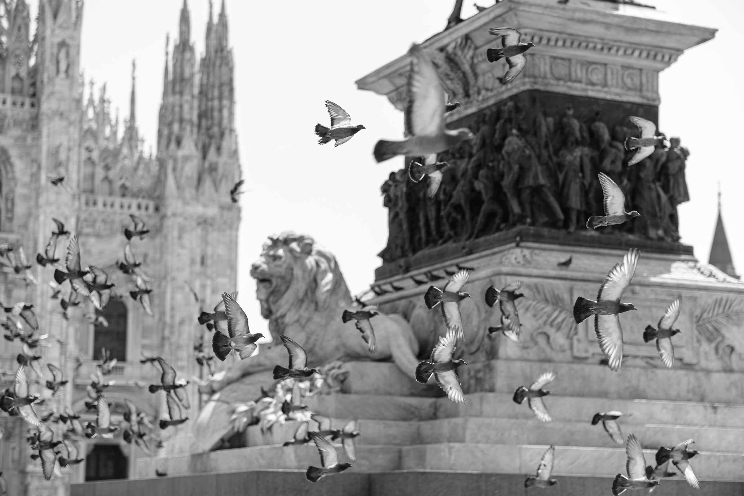 Birds -Piazza Duomo