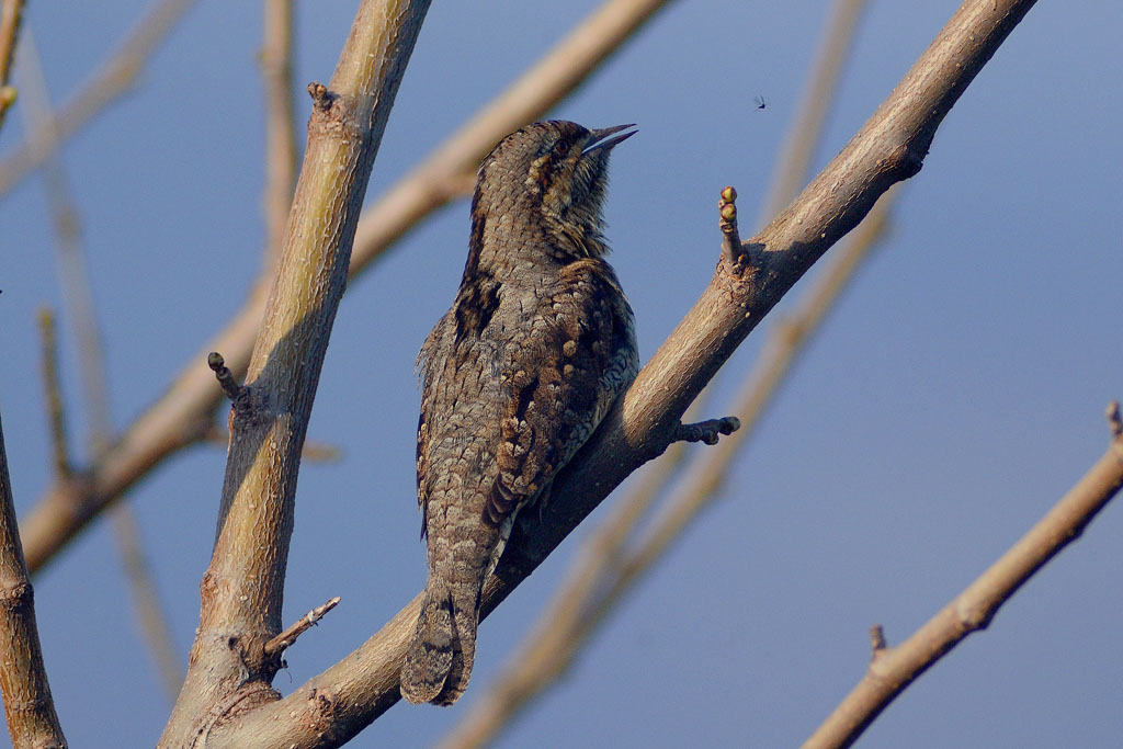 Torcicollo e moscerino
