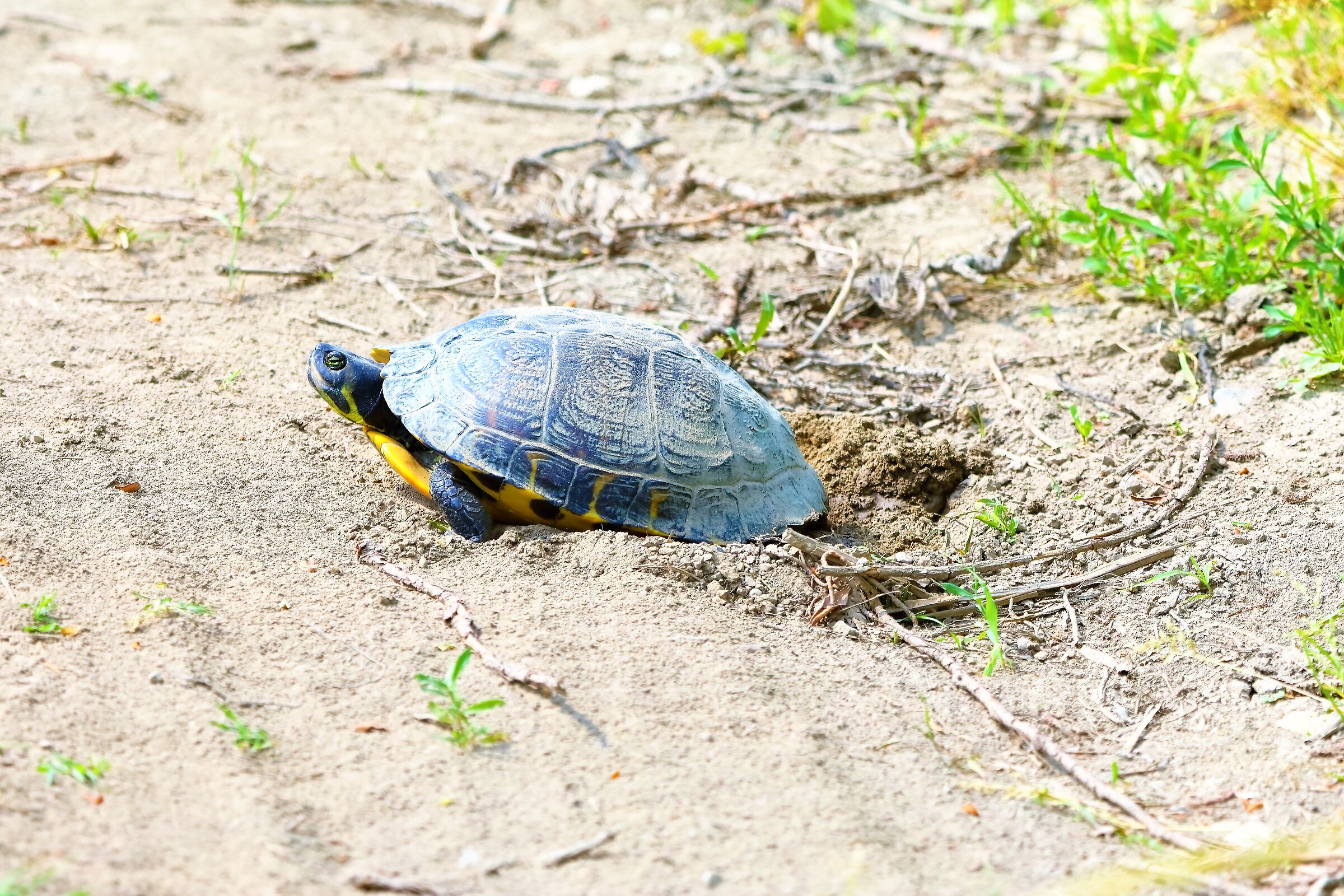 tartaruga 23-05-2022