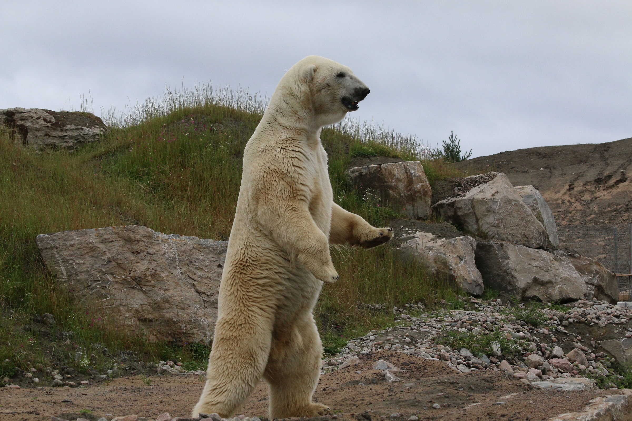 Polar bear