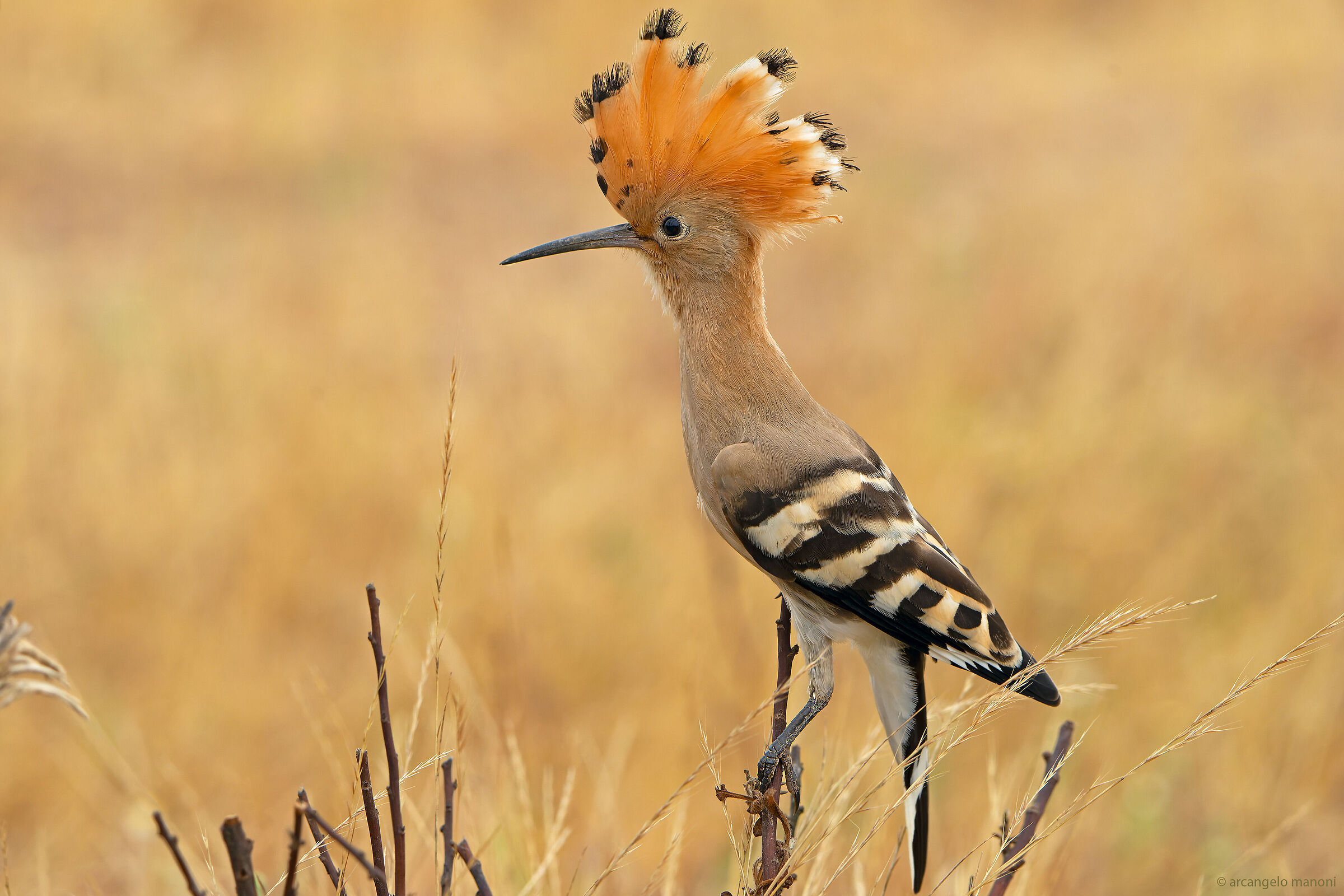 Benvenuto in ''Ciuffopolì''