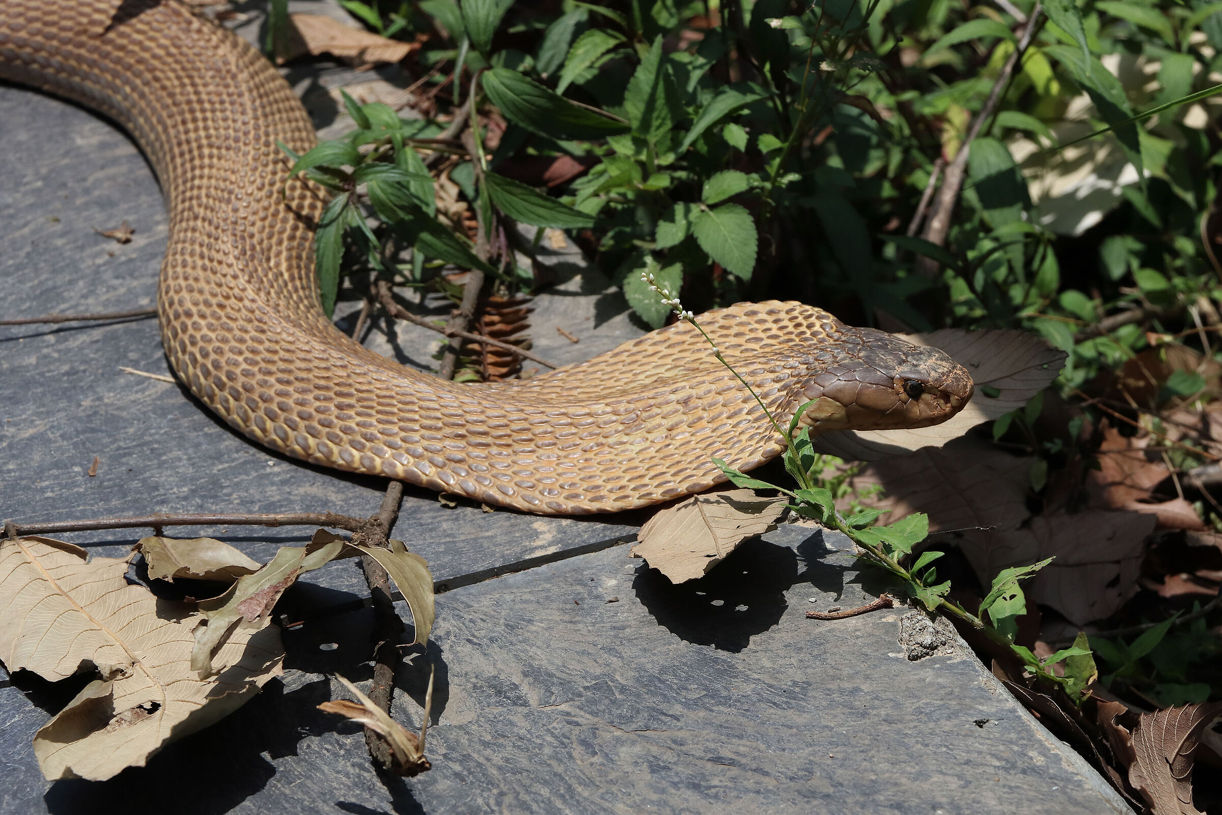 a cobra between the feet