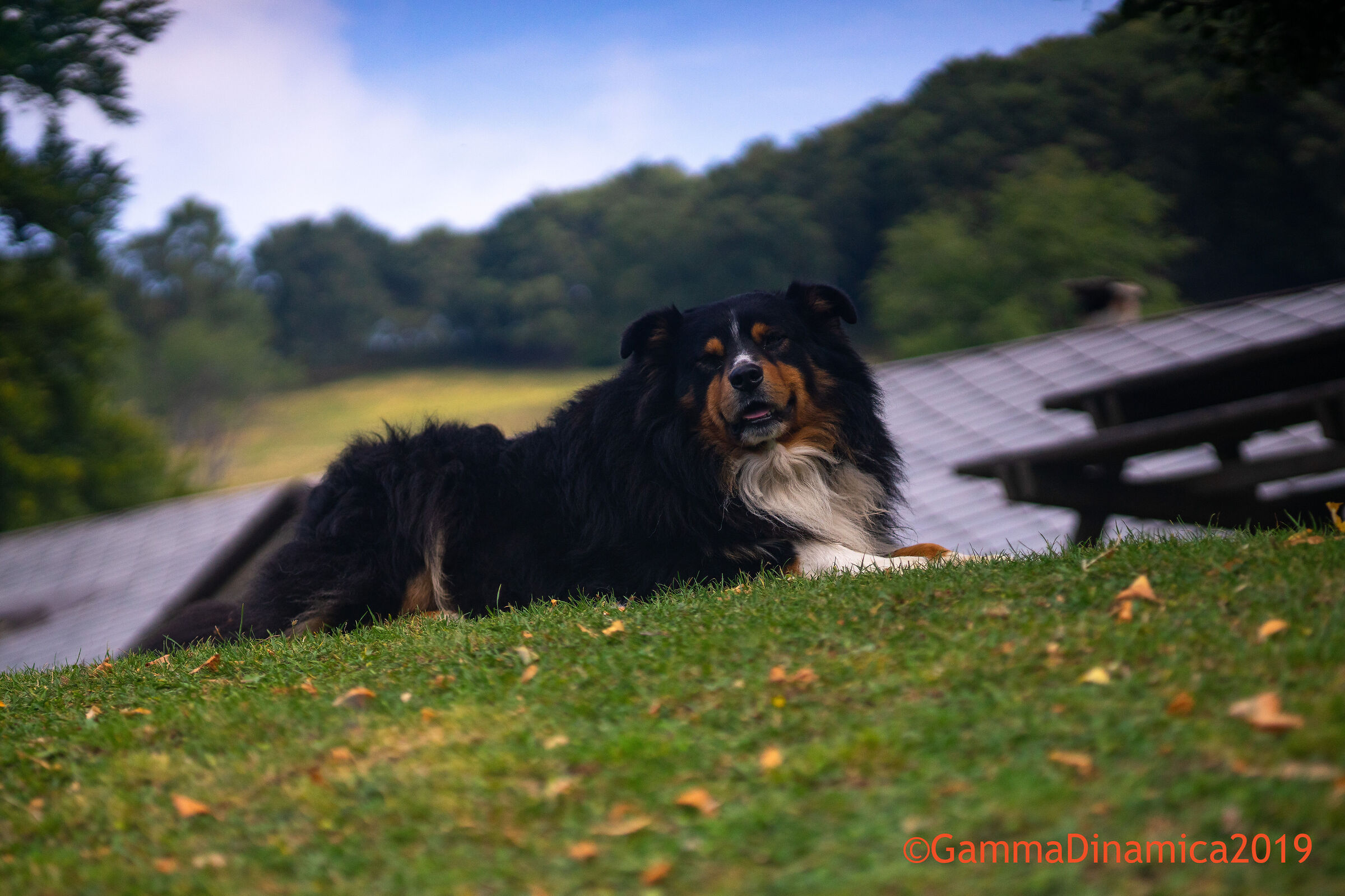 Il pastore di montagna